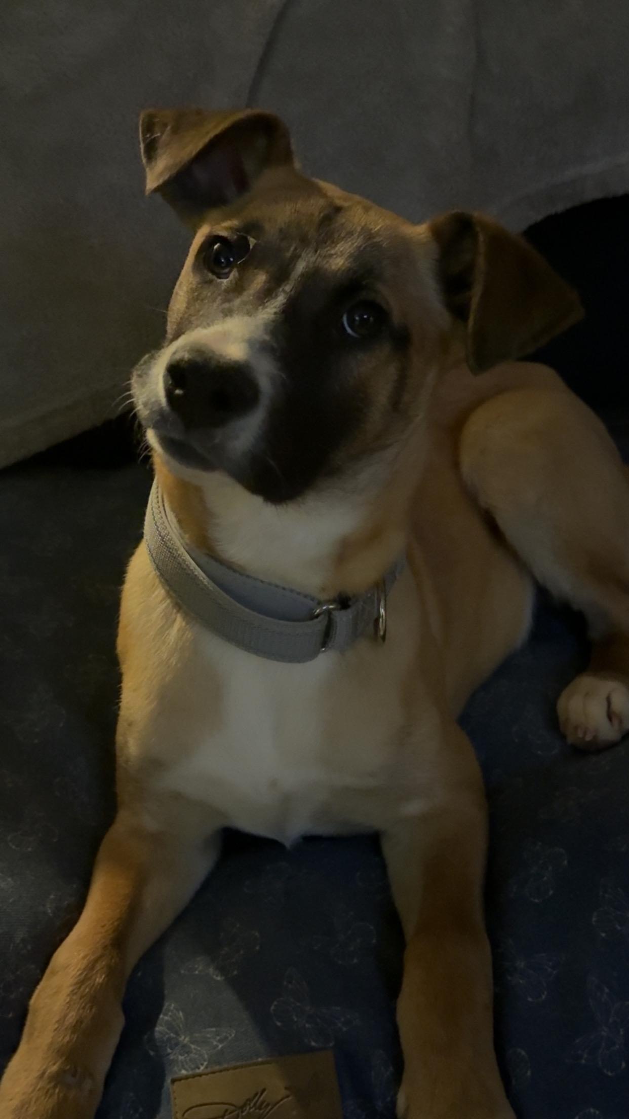 Dutton, ADOPTABLE, Young Male Yellow Labrador Retriever & Australian Shepherd.