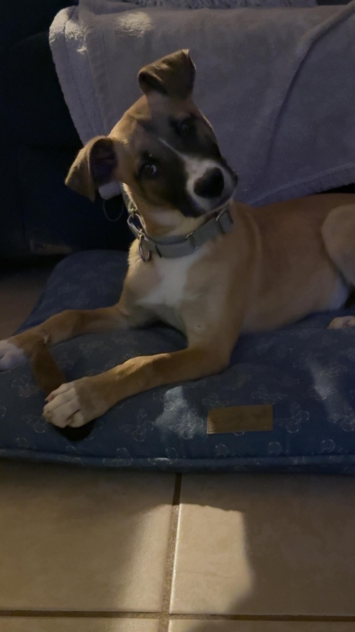 Enlarge Dutton, a ADOPTABLE mixed breed in Covington, TN image 3/5