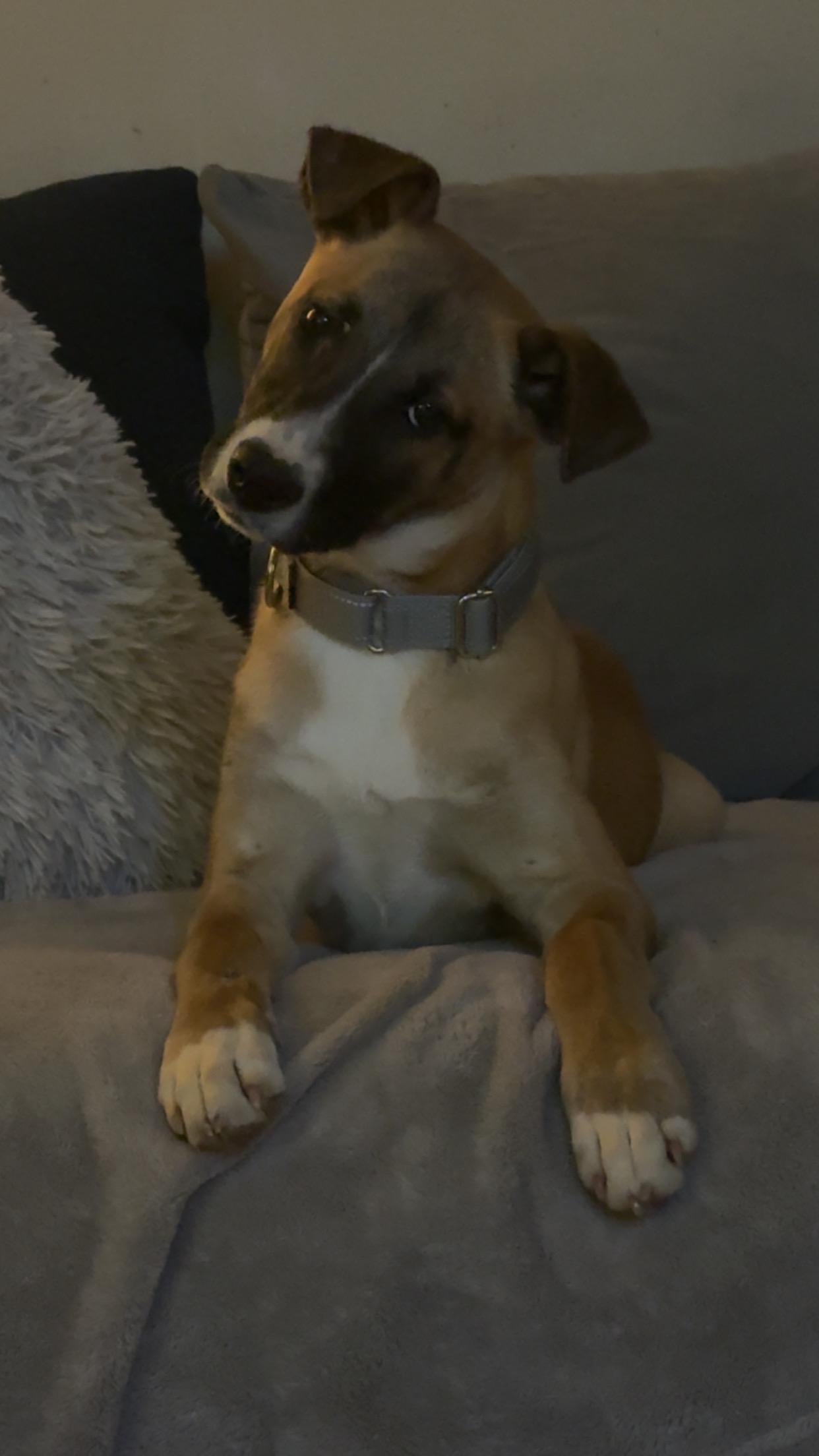 Enlarge Dutton, a ADOPTABLE mixed breed in Covington, TN image 2/5