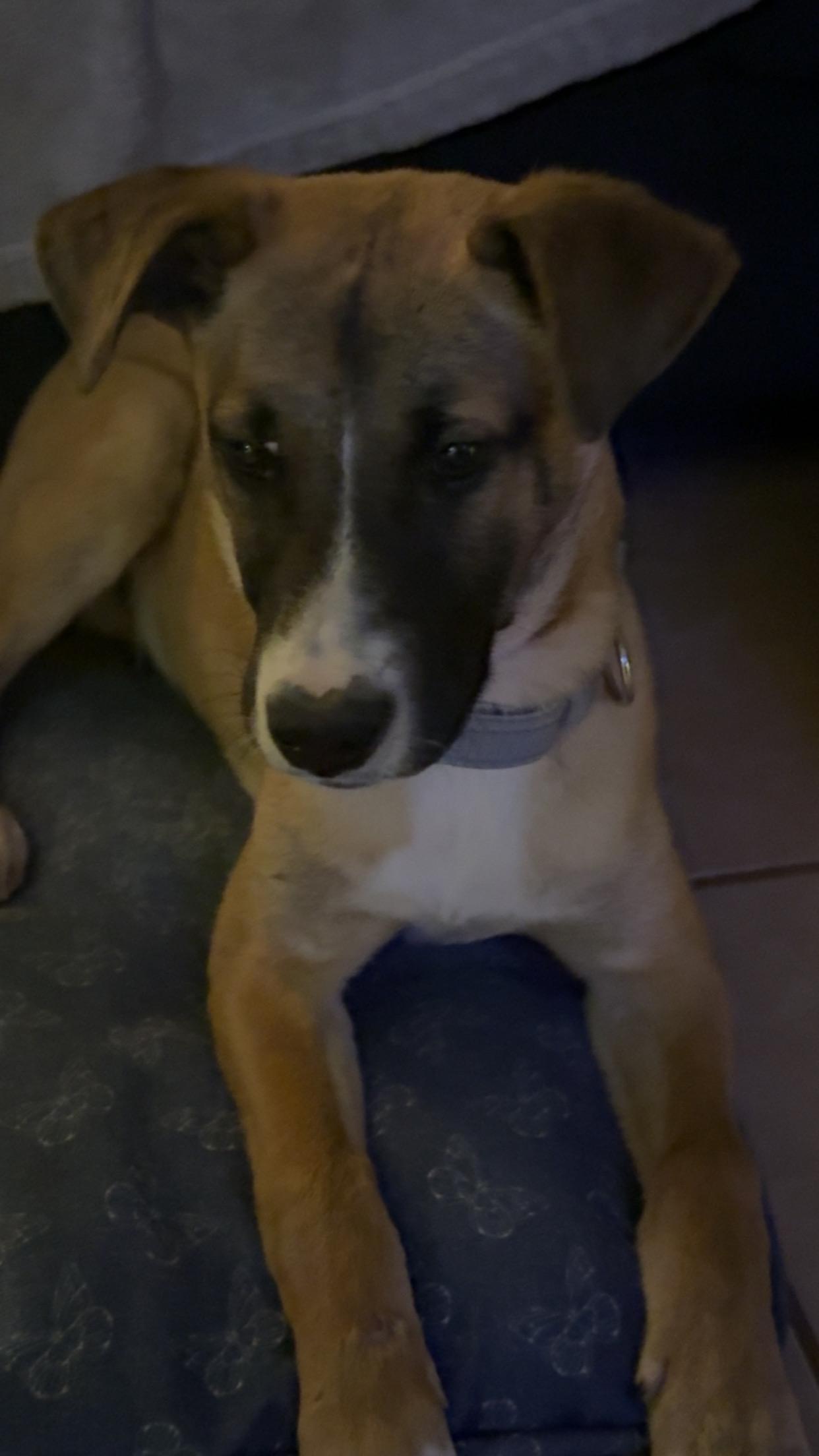 Enlarge Dutton, a ADOPTABLE mixed breed in Covington, TN image 4/5