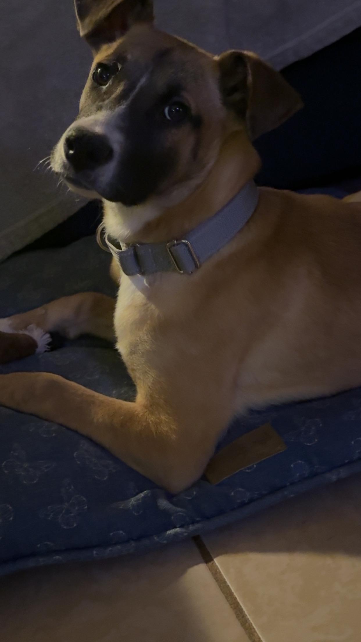 Enlarge Dutton, a ADOPTABLE mixed breed in Covington, TN image 5/5