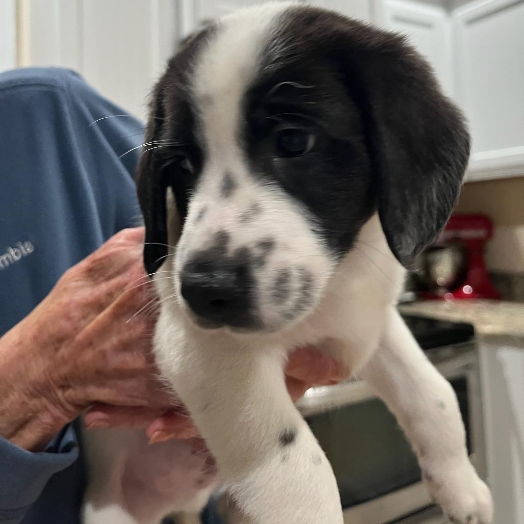 Snoopy (Casey), Adoptable, Puppy Male Beagle & Maltese.