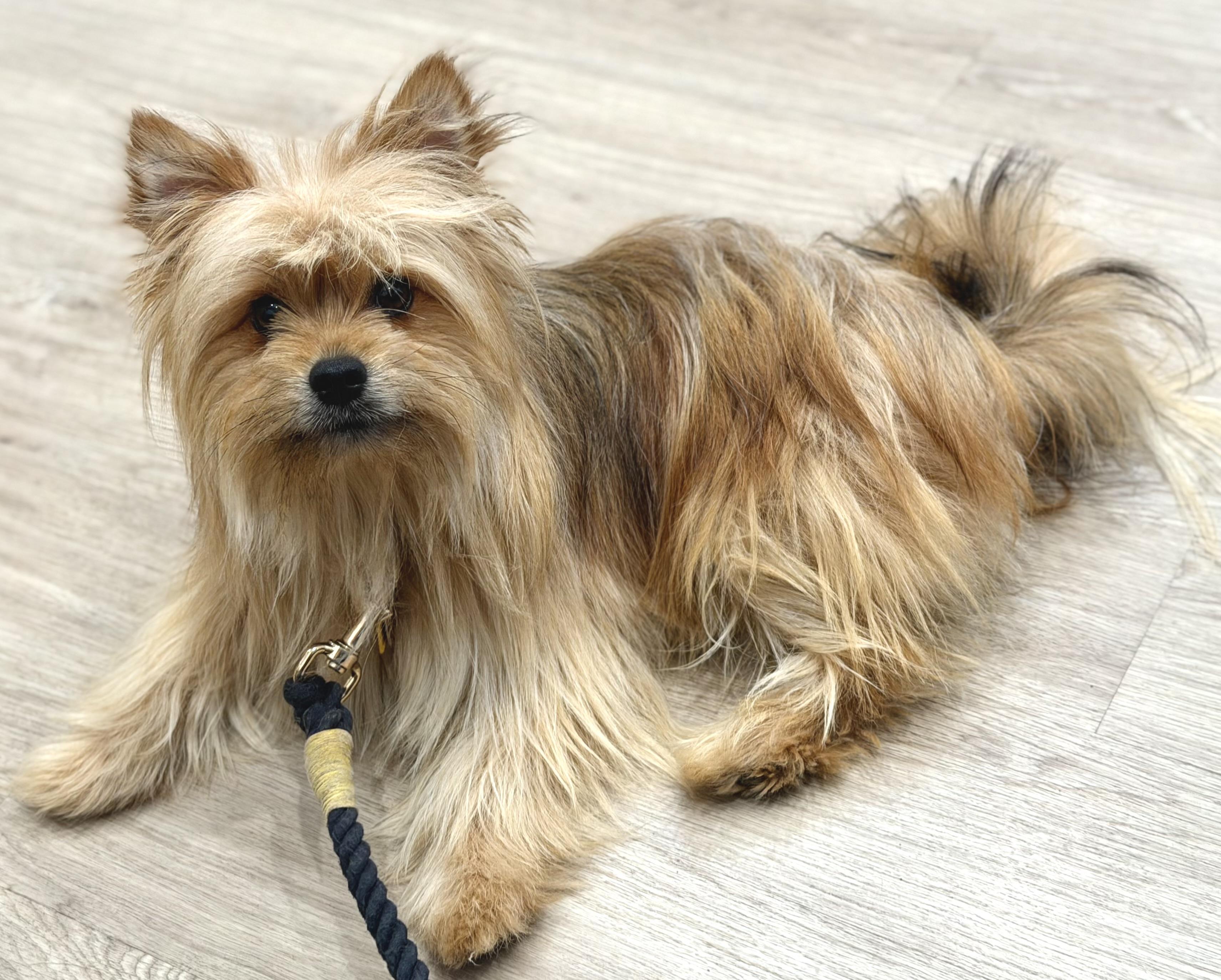 Enlarge Scooter, an adopted mixed breed in Yuba City, CA image 3/6