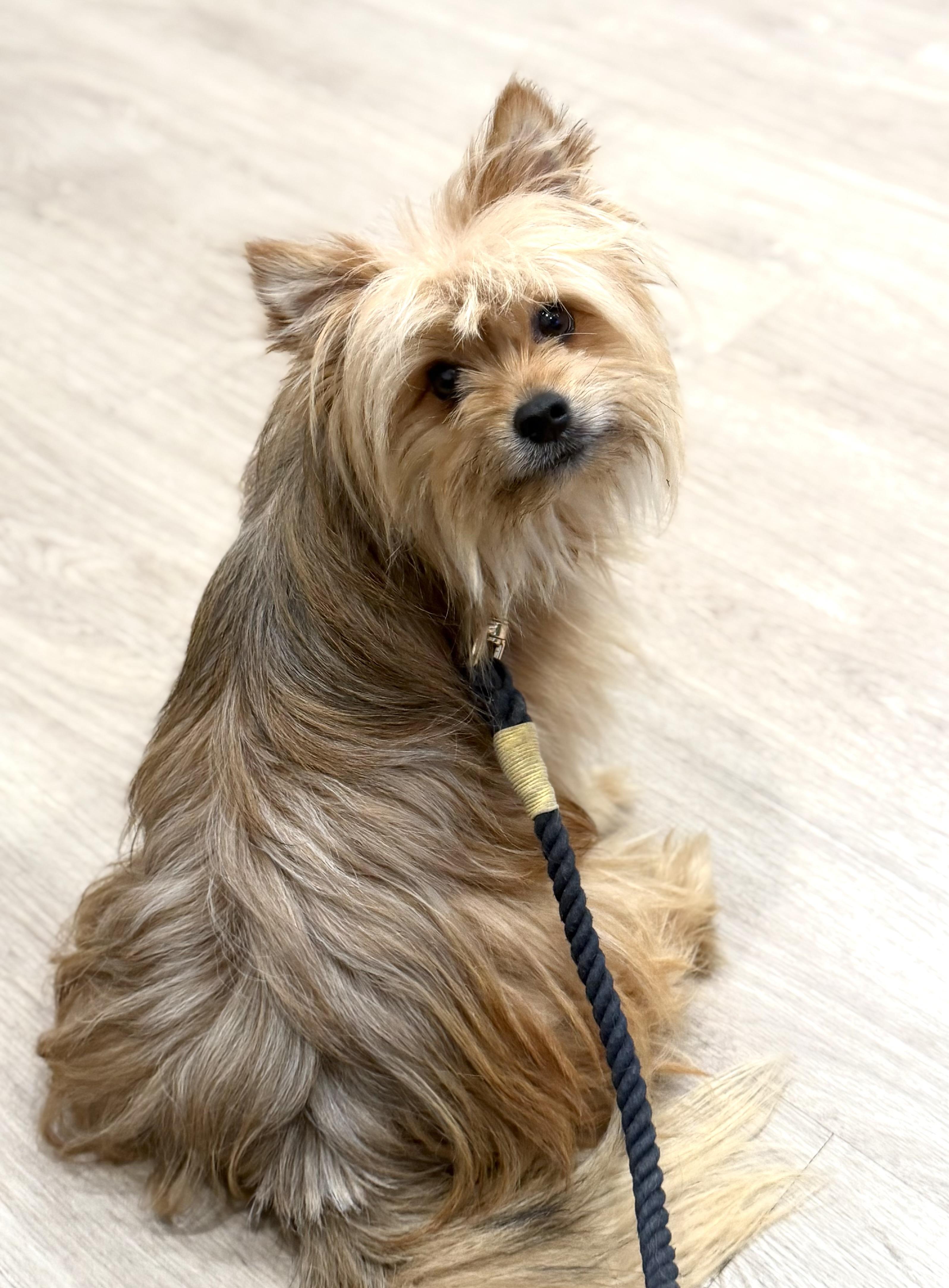 Enlarge Scooter, an adopted mixed breed in Yuba City, CA image 2/6