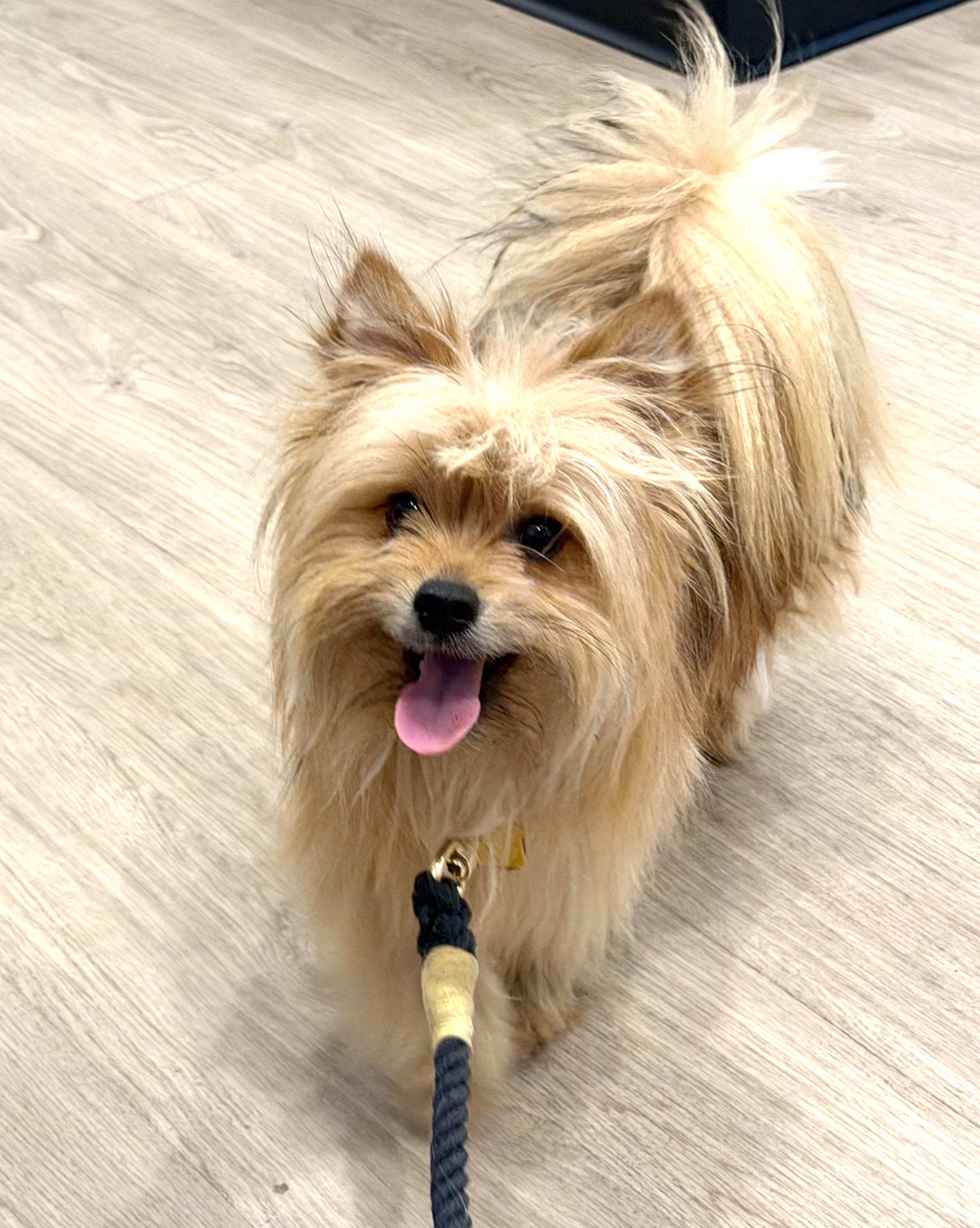 Enlarge Scooter, an adopted mixed breed in Yuba City, CA image 4/6