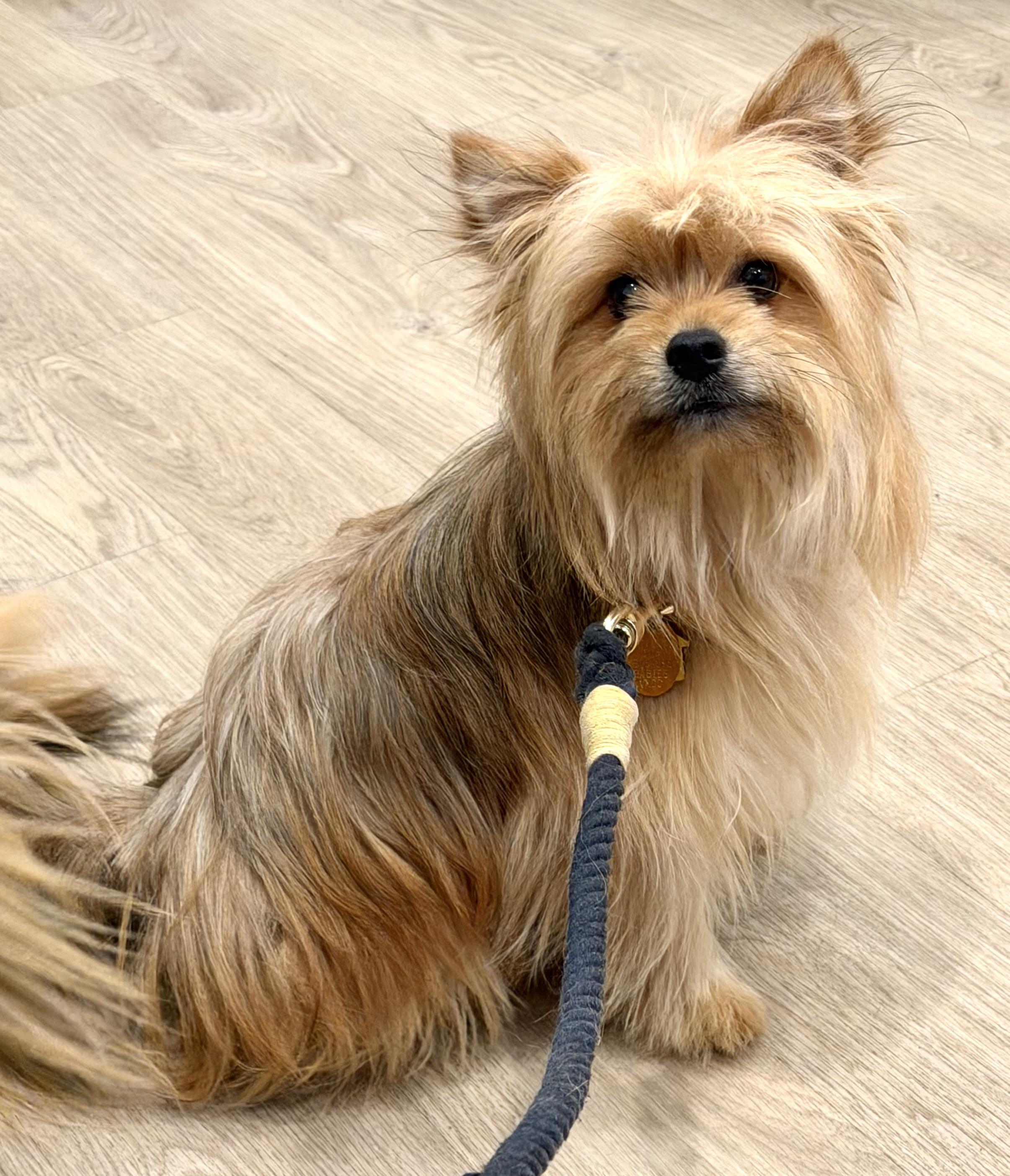 Enlarge Scooter, an adopted mixed breed in Yuba City, CA image 5/6