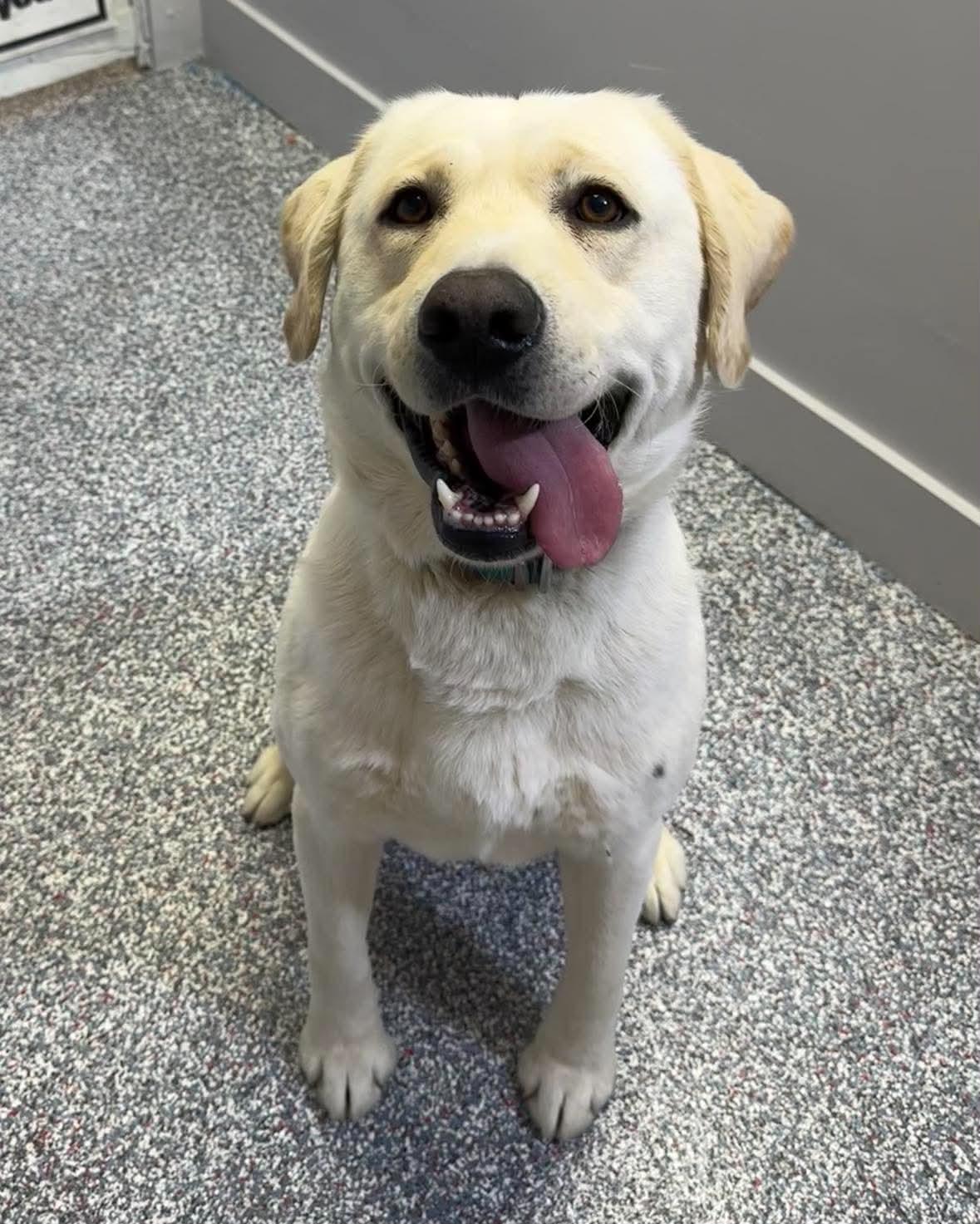 Arlo, an adopted Yellow Labrador Retriever in Las Vegas, NV image 1/2