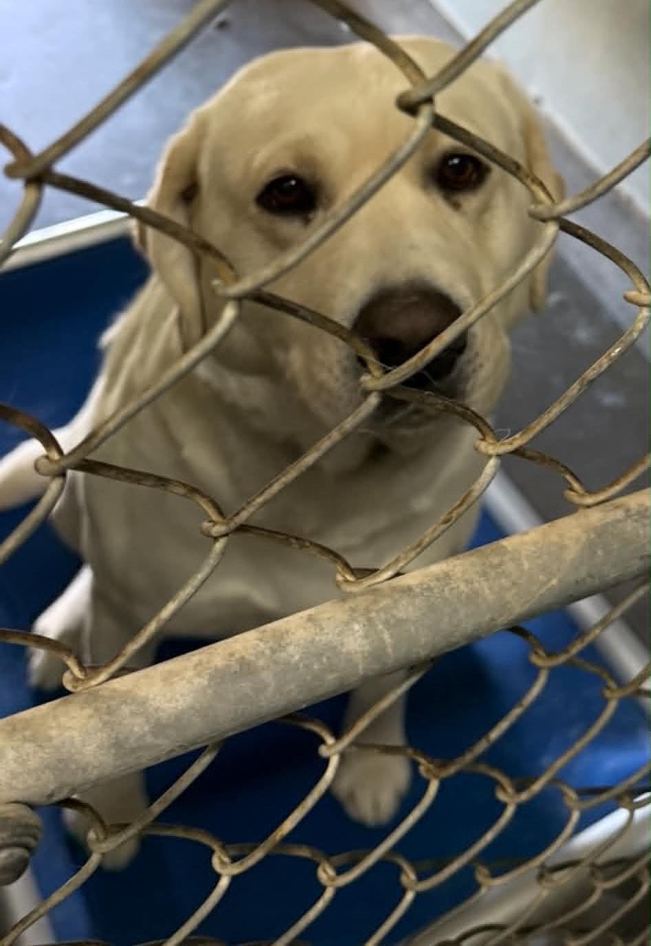 Arlo, an adopted Yellow Labrador Retriever in Las Vegas, NV image 2/2