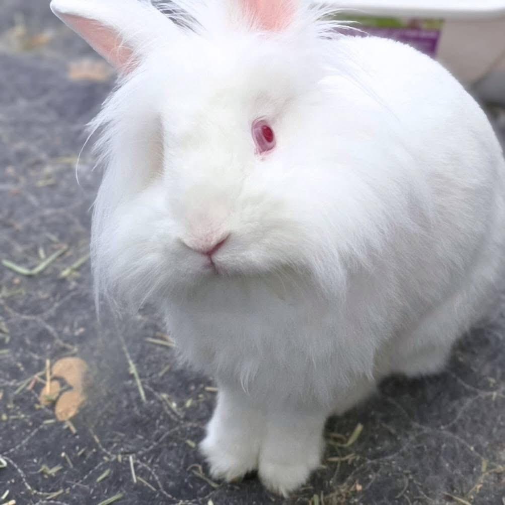 Jalapeño, a ADOPTABLE Lionhead in St. Charles, MO image 2/2