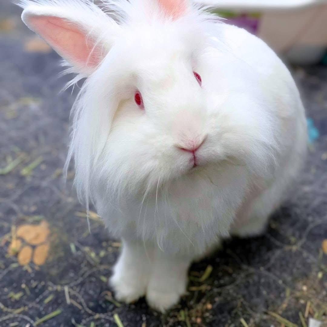 Jalapeño, ADOPTABLE, Adult Male Lionhead.