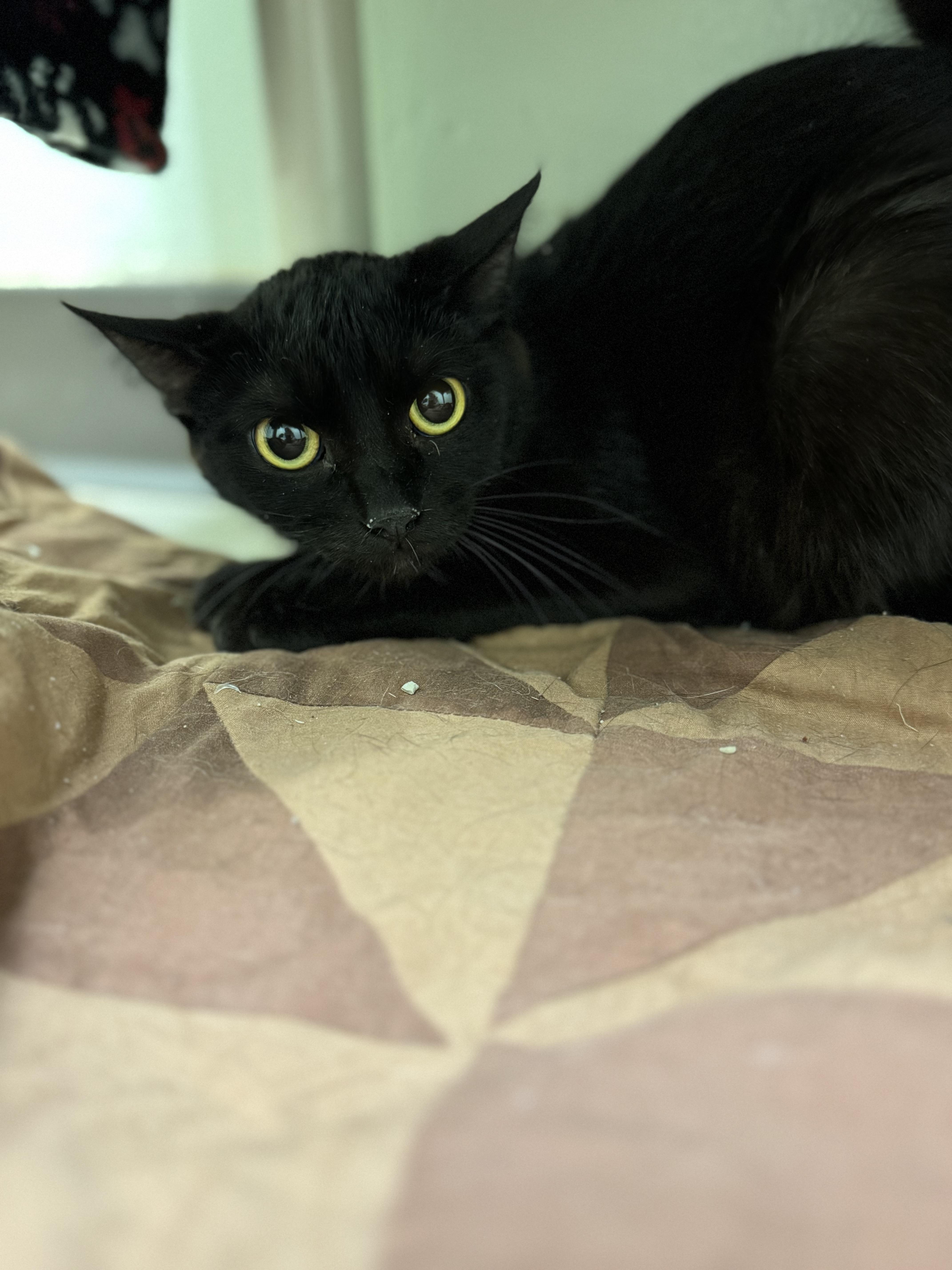 Thalllium, ADOPTABLE, Adult Female Domestic Short Hair.