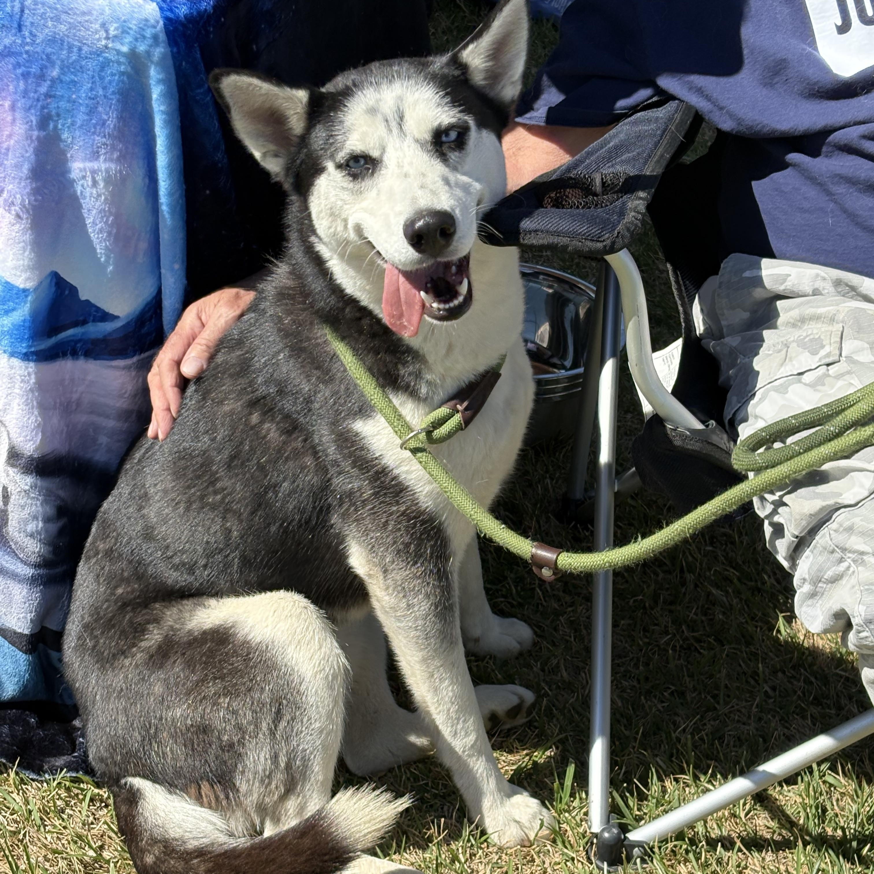 Barnsley, ADOPTABLE, Young Female Siberian Husky.