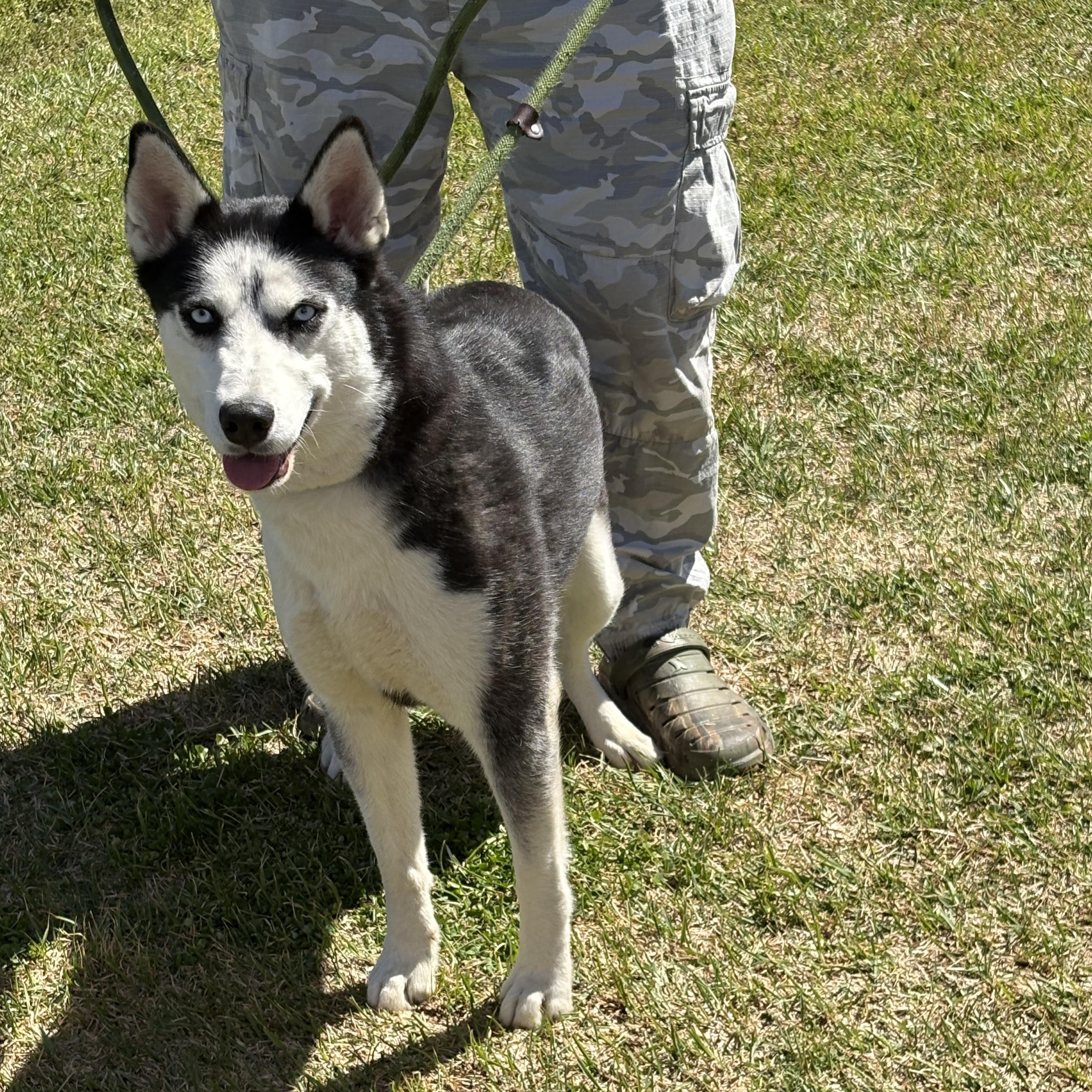 Enlarge Barnsley, a ADOPTABLE Siberian Husky in Jasper, GA image 5/5