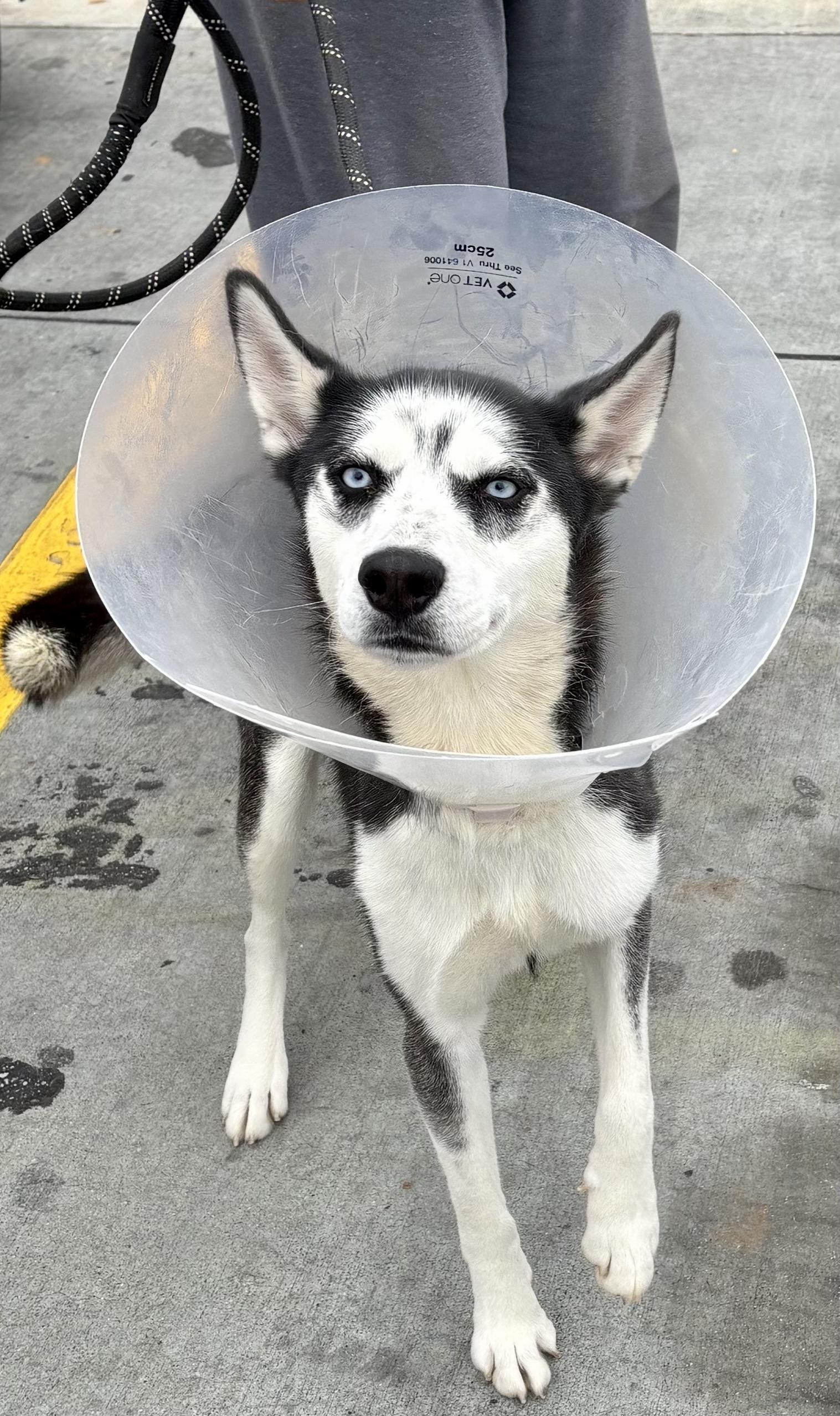 Enlarge Barnsley, a ADOPTABLE Siberian Husky in Jasper, GA image 3/4