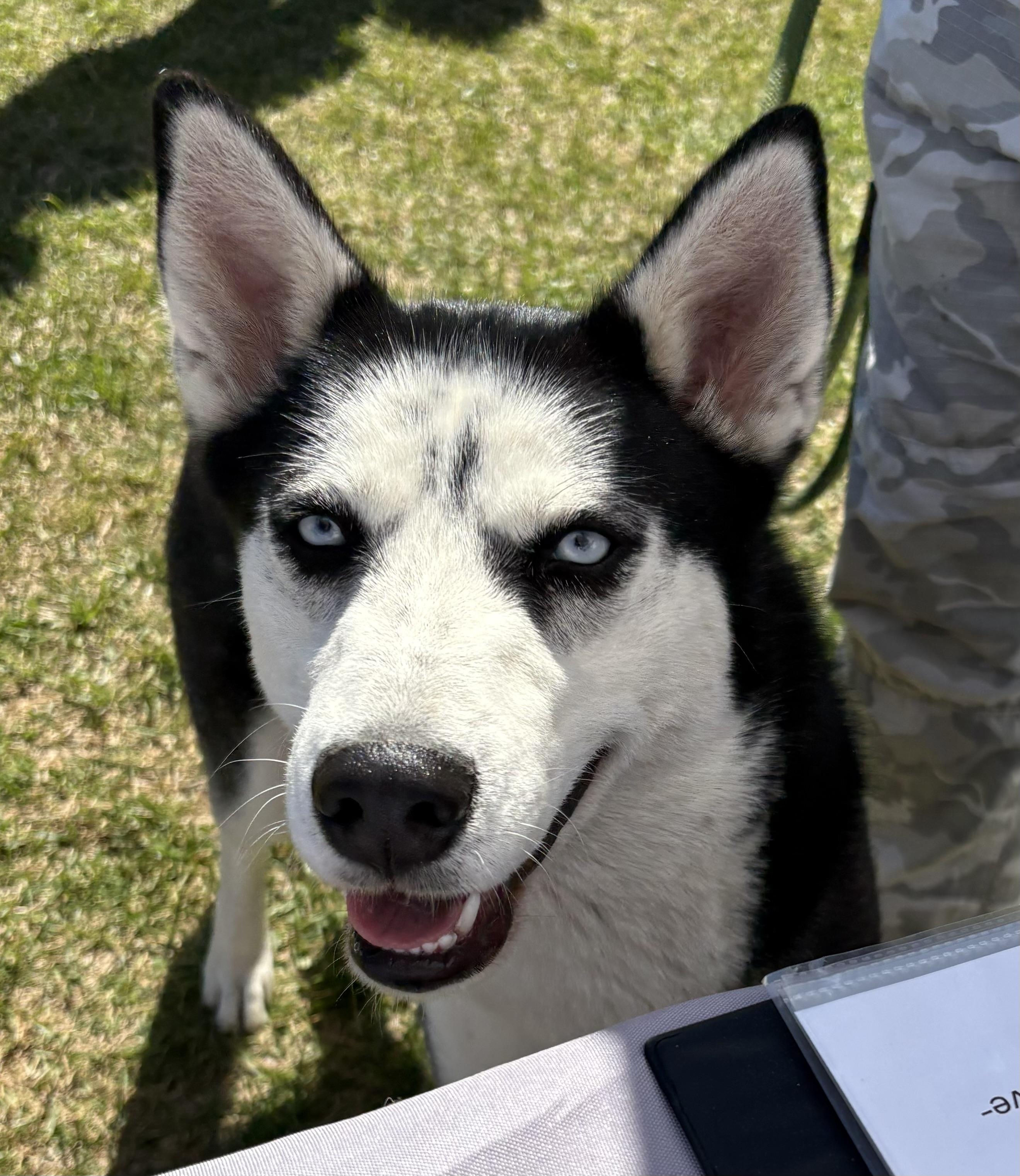 Enlarge Barnsley, a ADOPTABLE Siberian Husky in Jasper, GA image 3/5