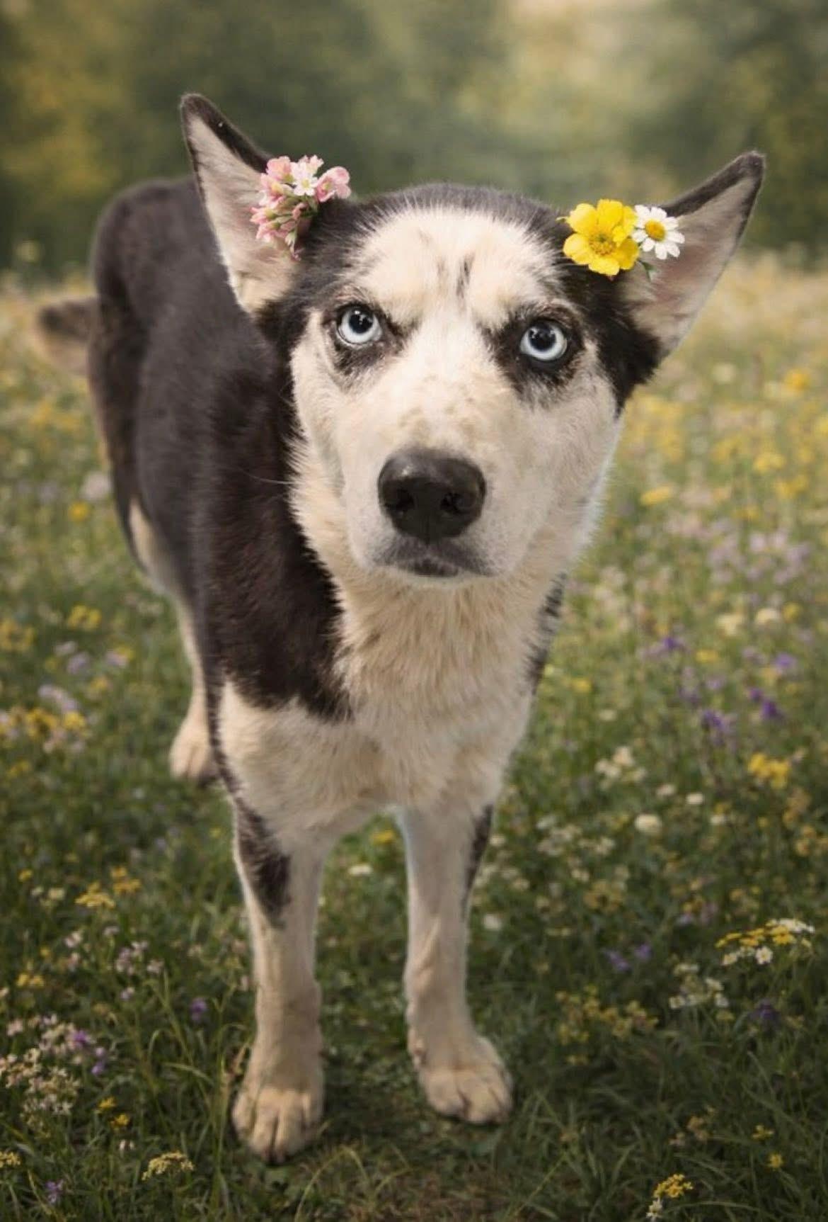 Enlarge Barnsley, a ADOPTABLE Siberian Husky in Jasper, GA image 4/4