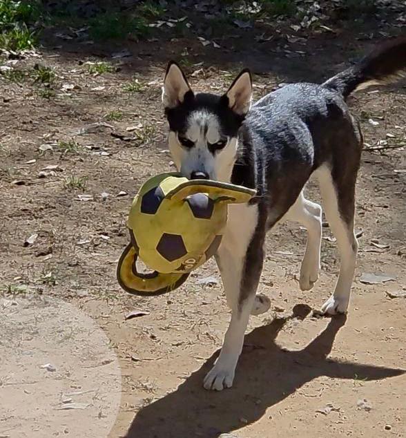 Barnsley, ADOPTABLE, Young Female Siberian Husky.