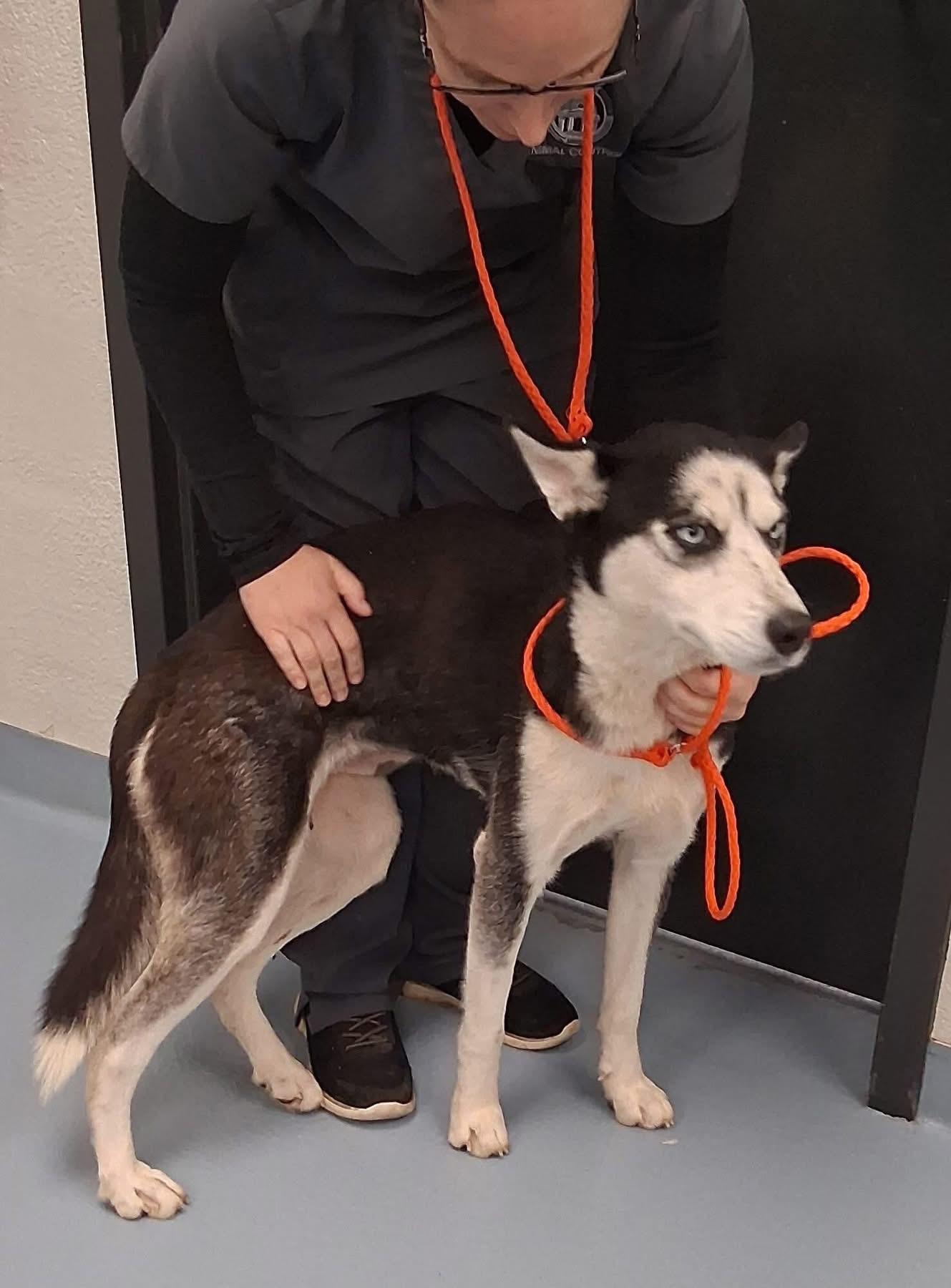 Enlarge Barnsley, a ADOPTABLE Siberian Husky in Jasper, GA image 2/4