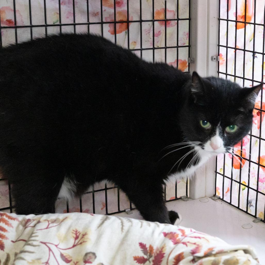 Sheena — thumbnail 2