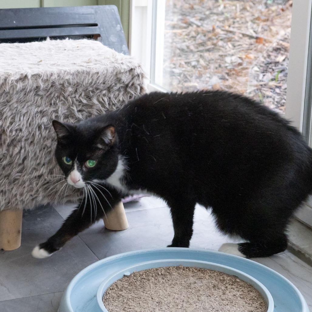 Sheena — thumbnail 3