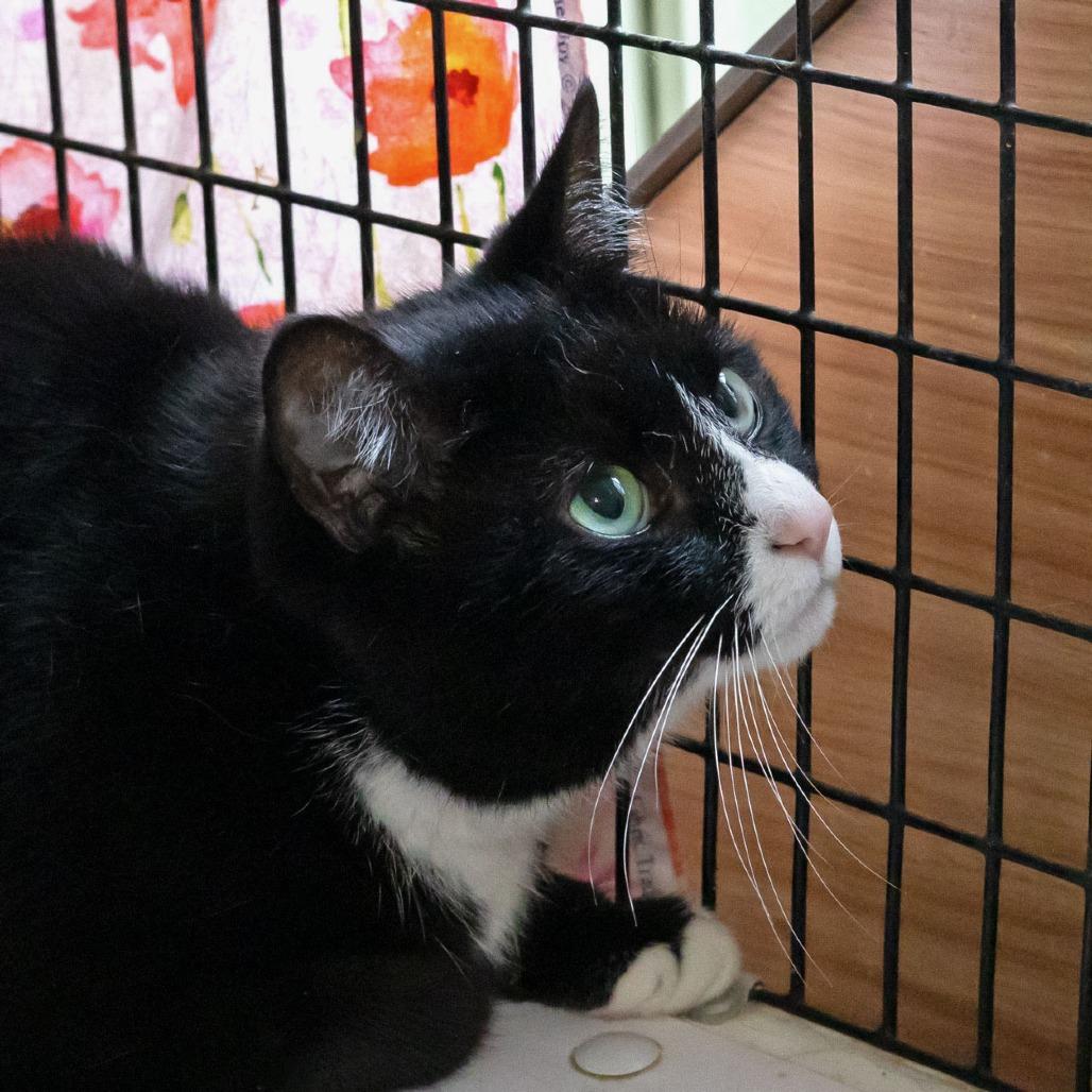 Sheena — thumbnail 5