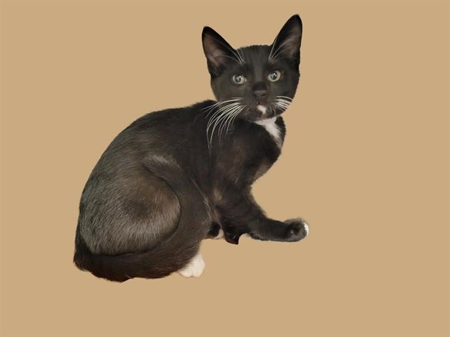 LOU, Adoptable, Kitten Male Domestic Short Hair.
