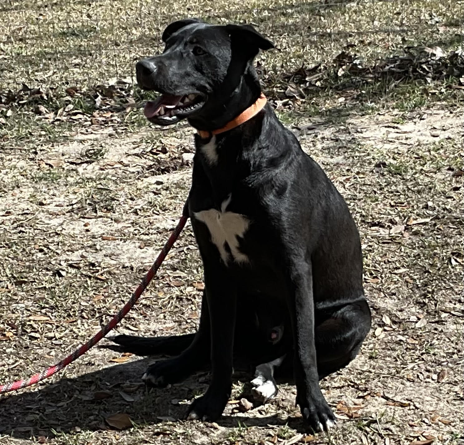 Buster photo 1