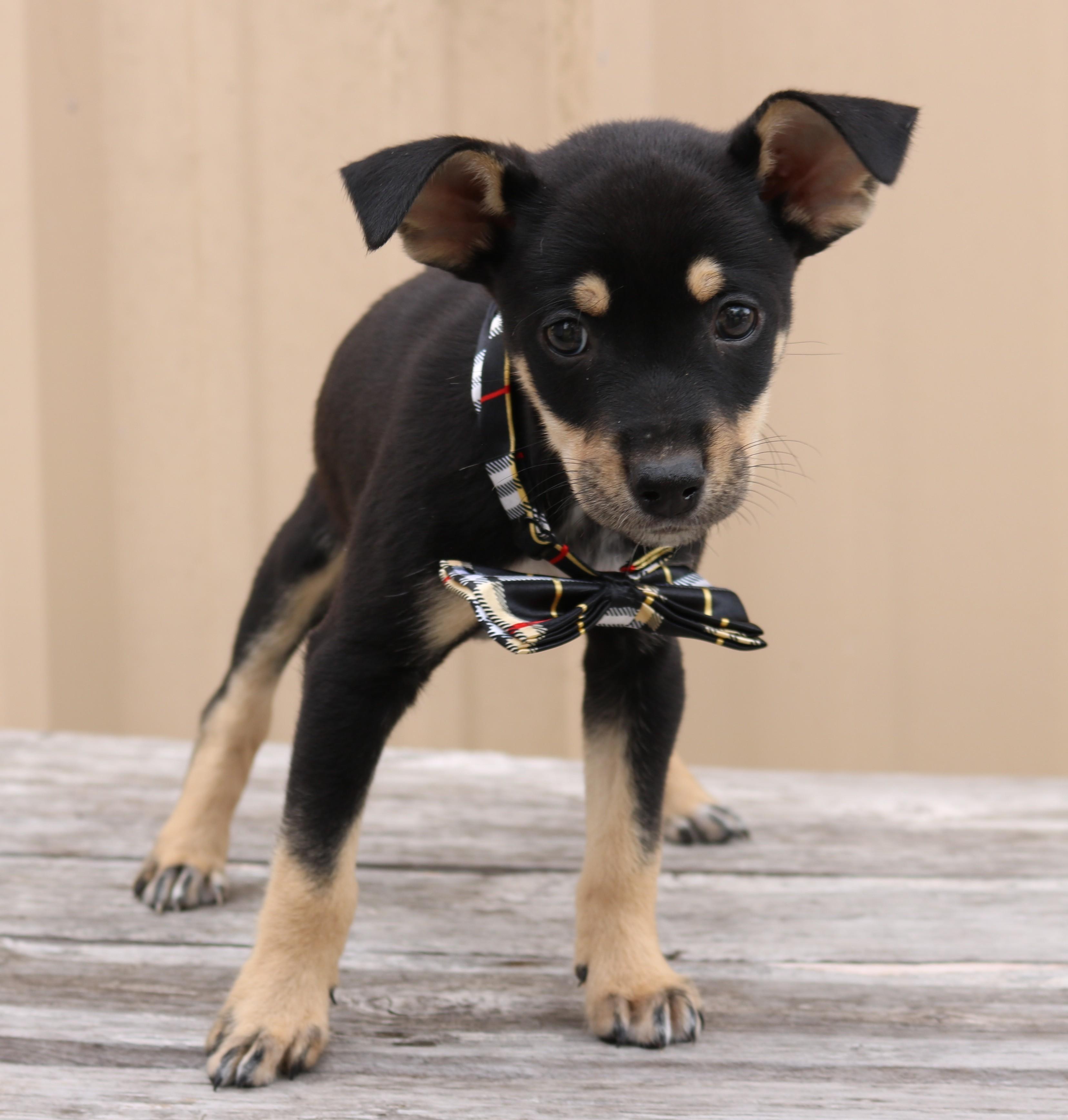 Enlarge General, an adopted mixed breed in Bandera, TX image 3/5