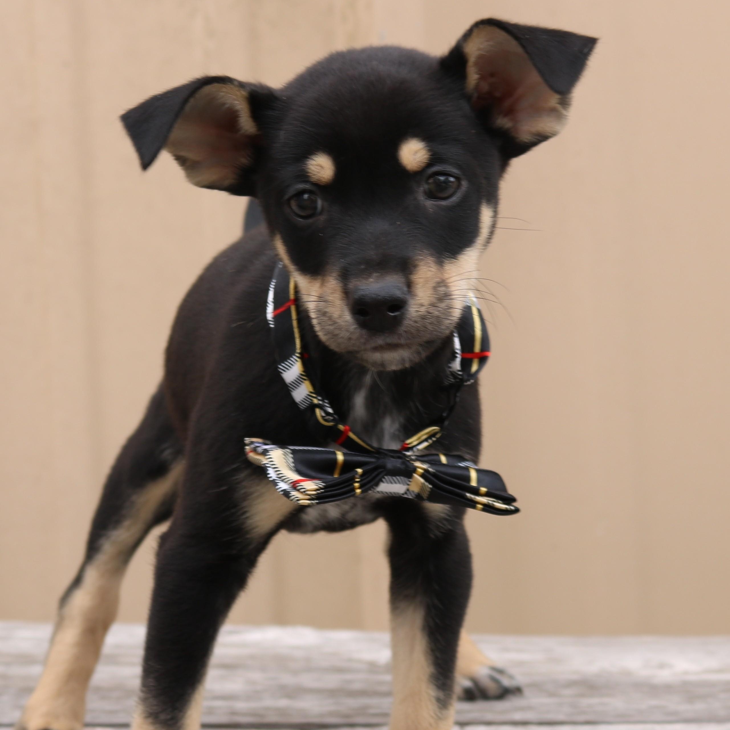 General, adopted, Puppy Male Chihuahua & Miniature Schnauzer.