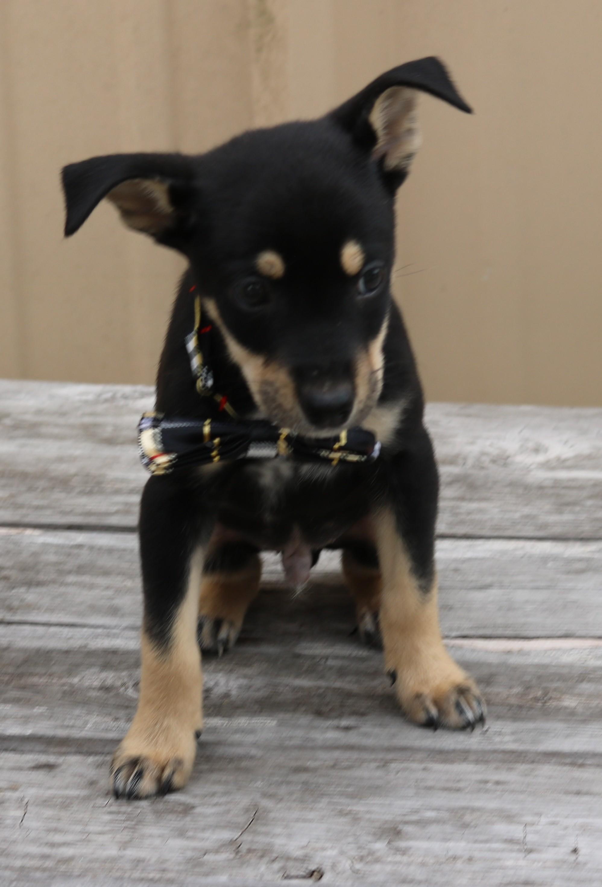 Enlarge General, an adopted mixed breed in Bandera, TX image 5/5