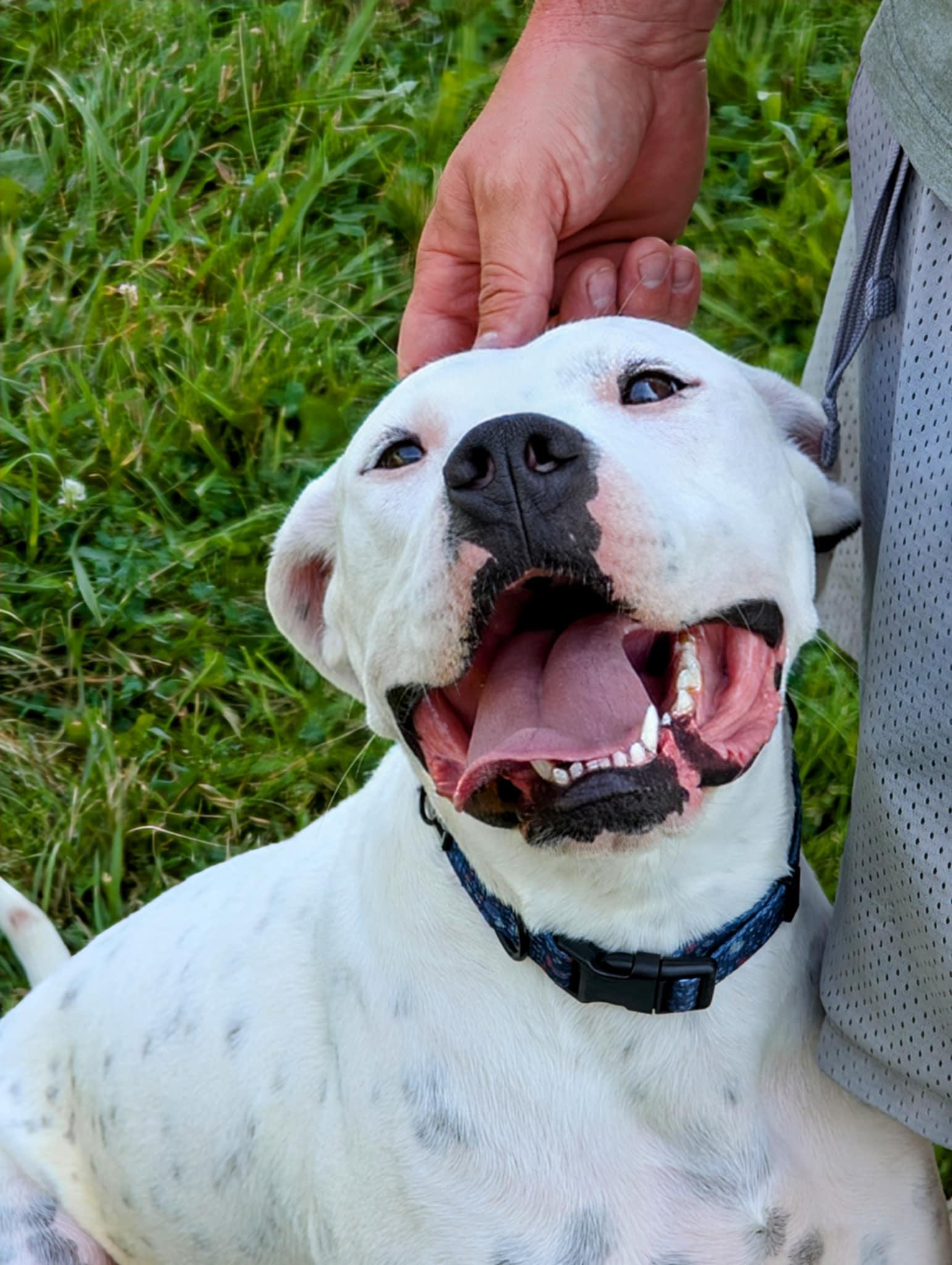 Picasso, a Adoptable Boxer in Germantown, OH image 1/3