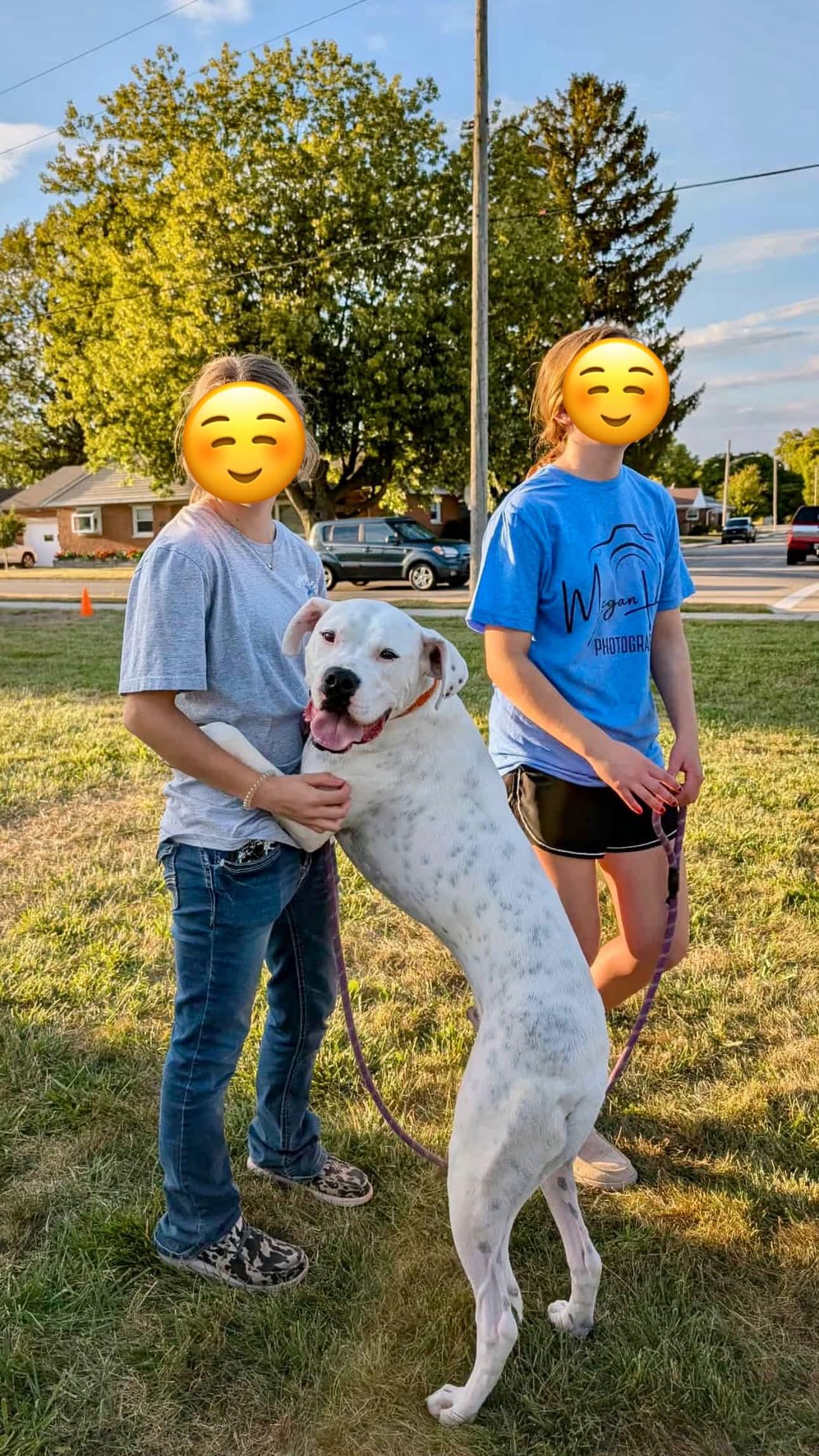 Picasso, a Adoptable Boxer in Germantown, OH image 2/3