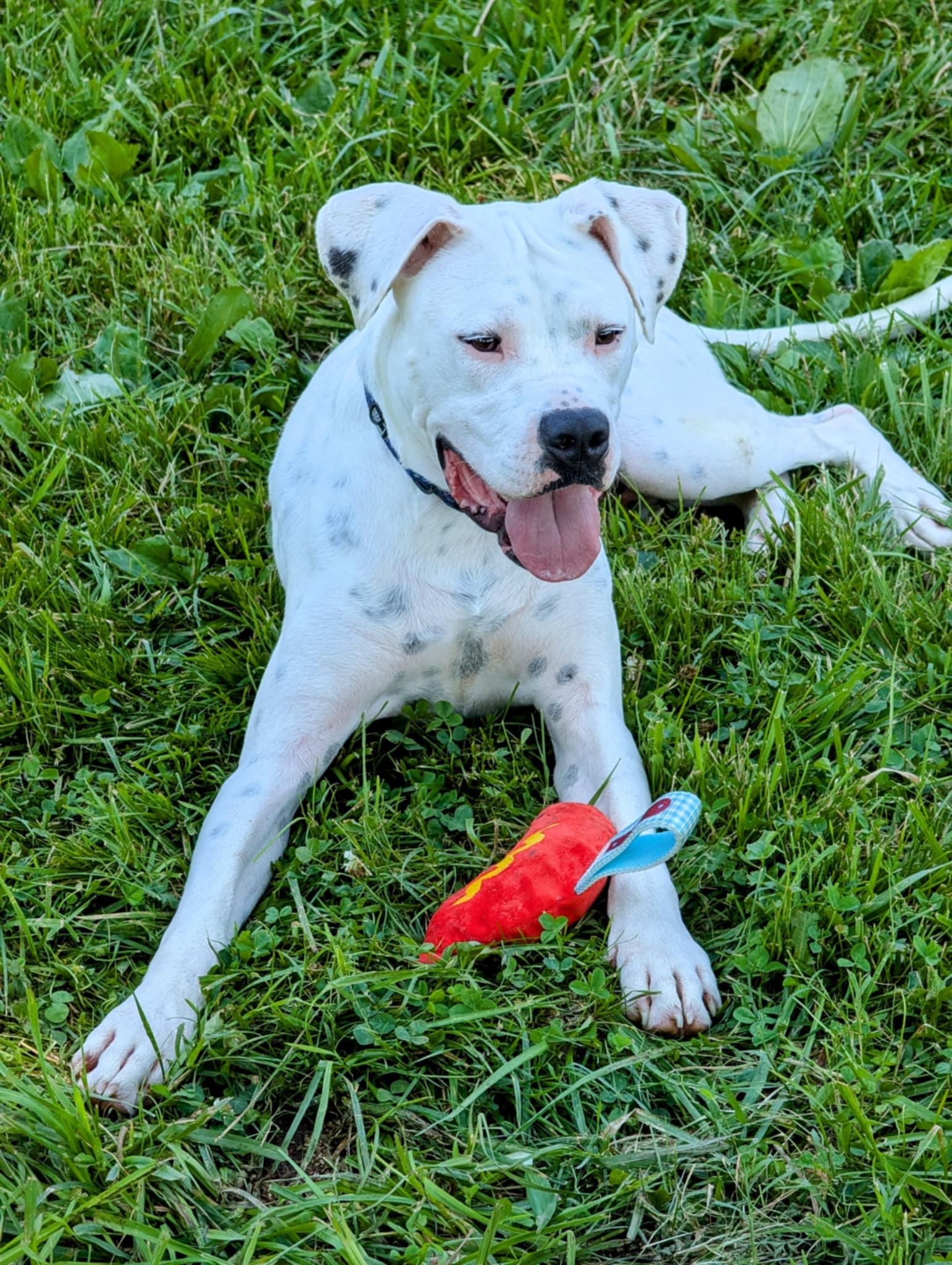 Picasso, a Adoptable Boxer in Germantown, OH image 3/3