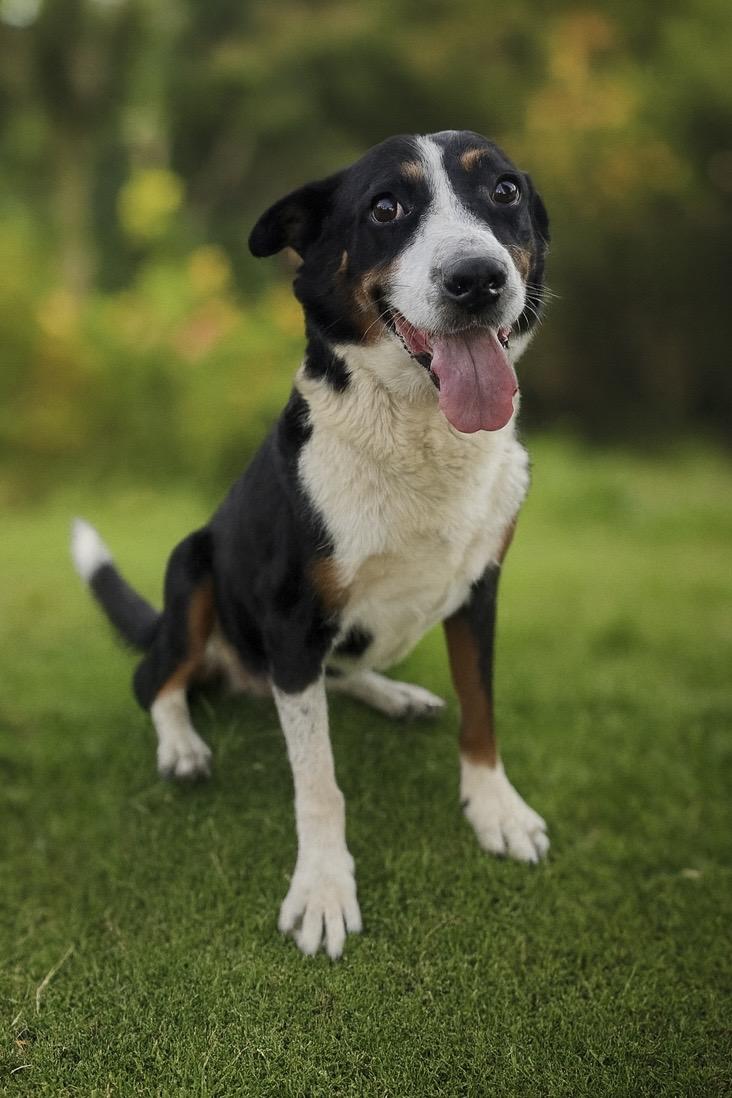 Luna, Adoptable, Young Female Australian Shepherd & Mixed Breed.