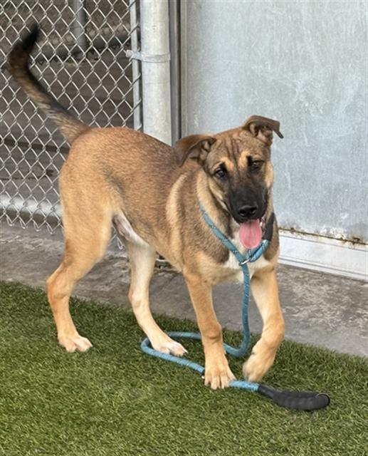 CYRUS, Adoptable, Young Male German Shepherd Dog & Husky.