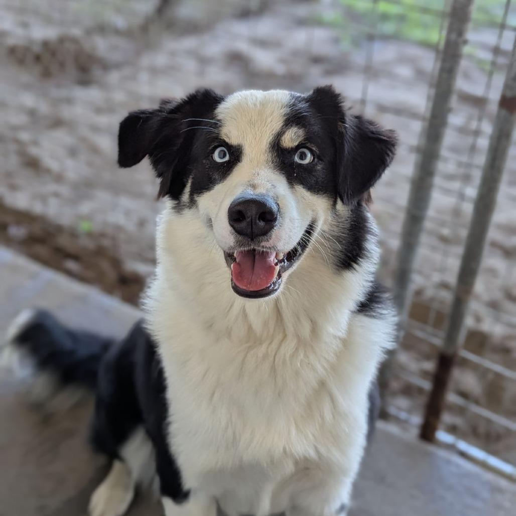 Zephyr, adopted, Young Male Australian Shepherd & Husky.