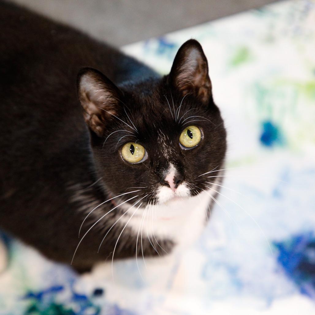 Enlarge Eden, a Adoptable mixed breed in Tampa, FL image 1/6