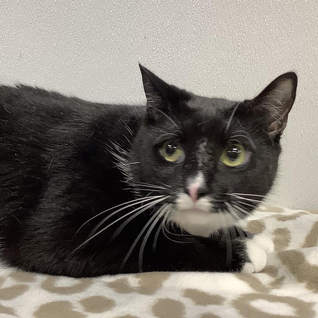 Eden, Adoptable, Senior Female Domestic Short Hair & Domestic Short Hair.