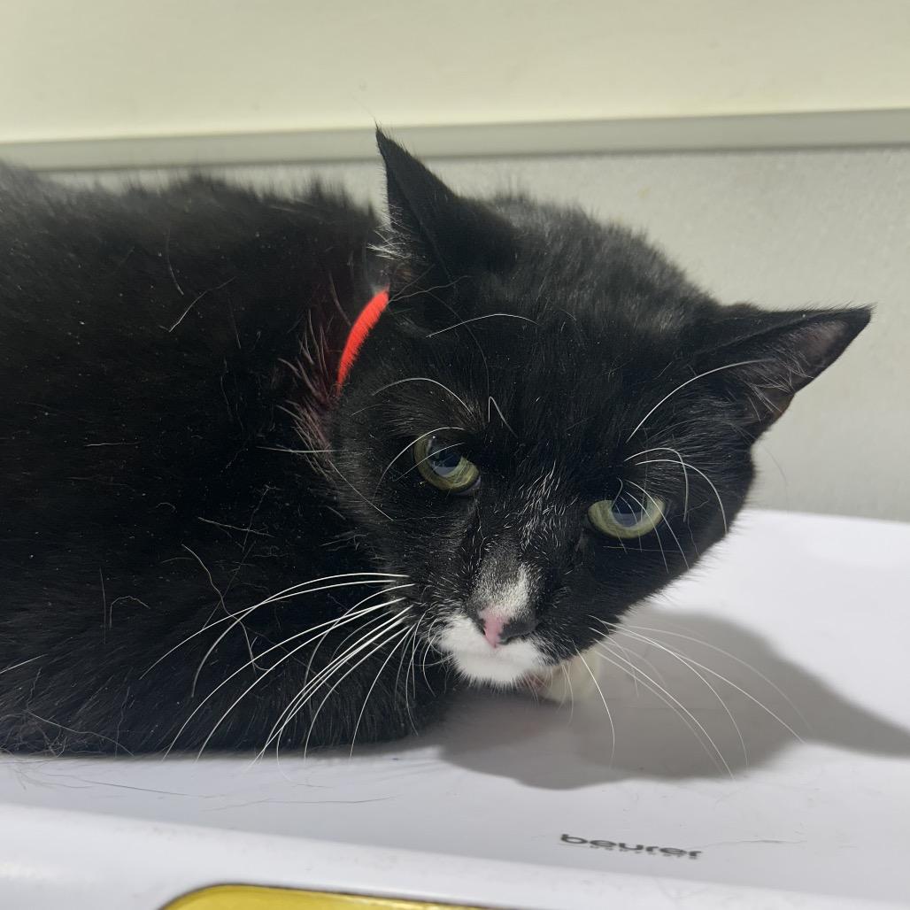 Eden, a Adoptable mixed breed in Tampa, FL image 2/3