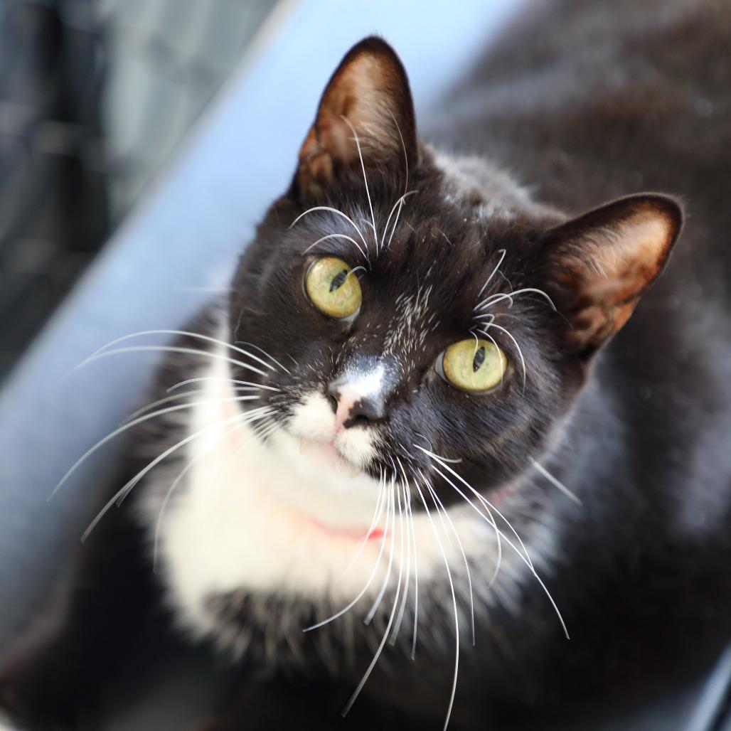 Enlarge Eden, a Adoptable mixed breed in Tampa, FL image 3/5