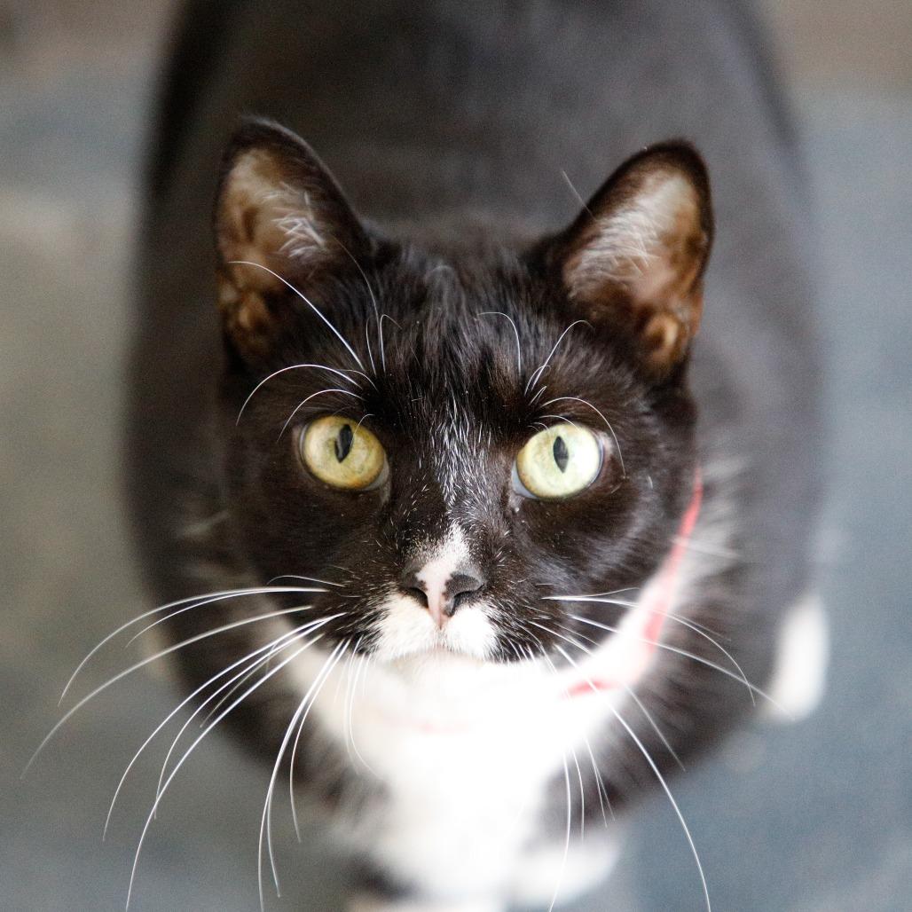 Enlarge Eden, a Adoptable mixed breed in Tampa, FL image 4/5