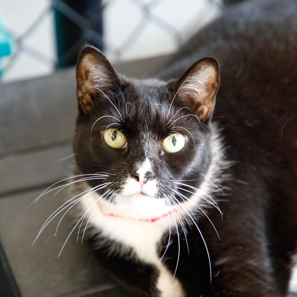 Eden, a Adoptable mixed breed in Tampa, FL image 3/3