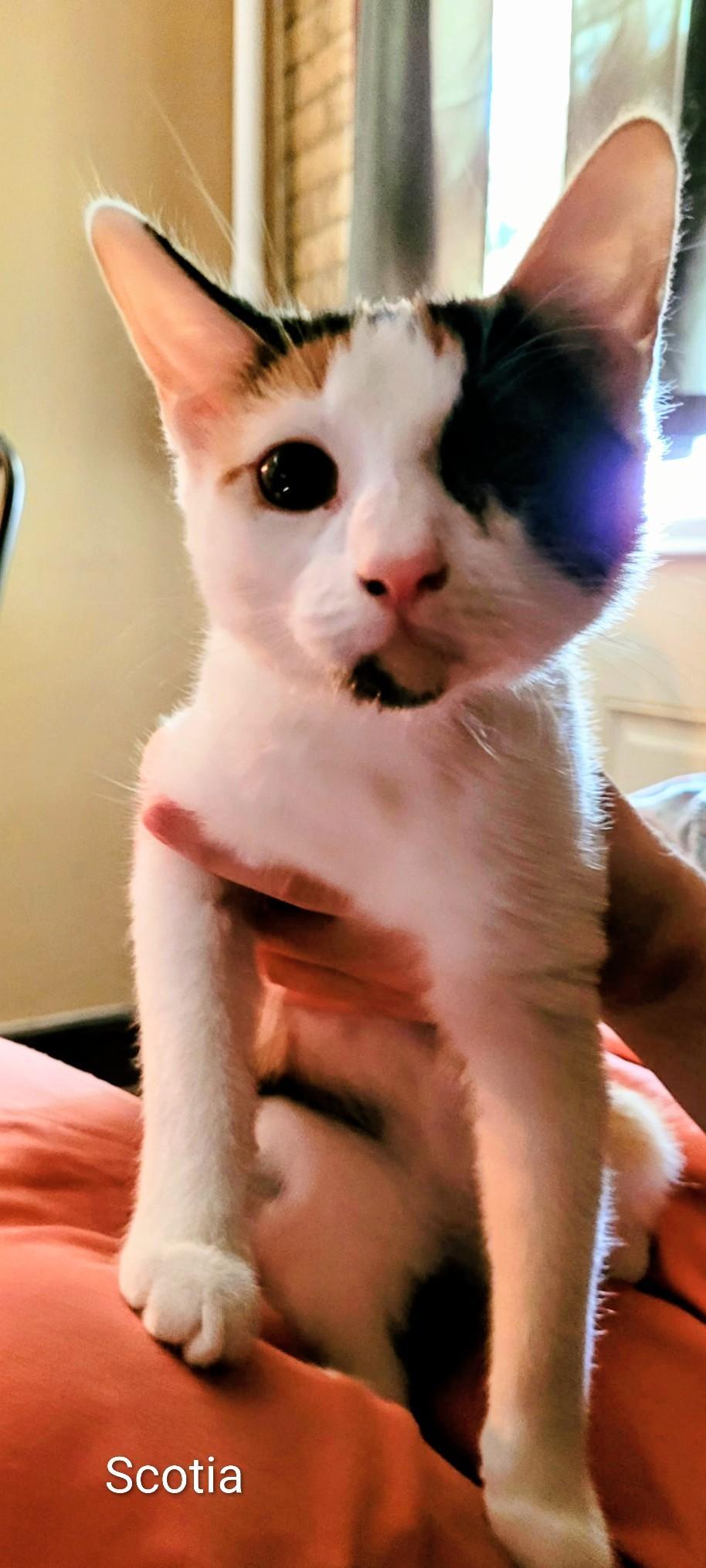 Scotia, Adoptable, Young Female Calico.