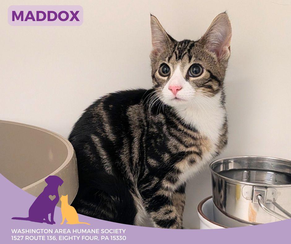 Maddox, Adoptable, Kitten Male Domestic Short Hair.