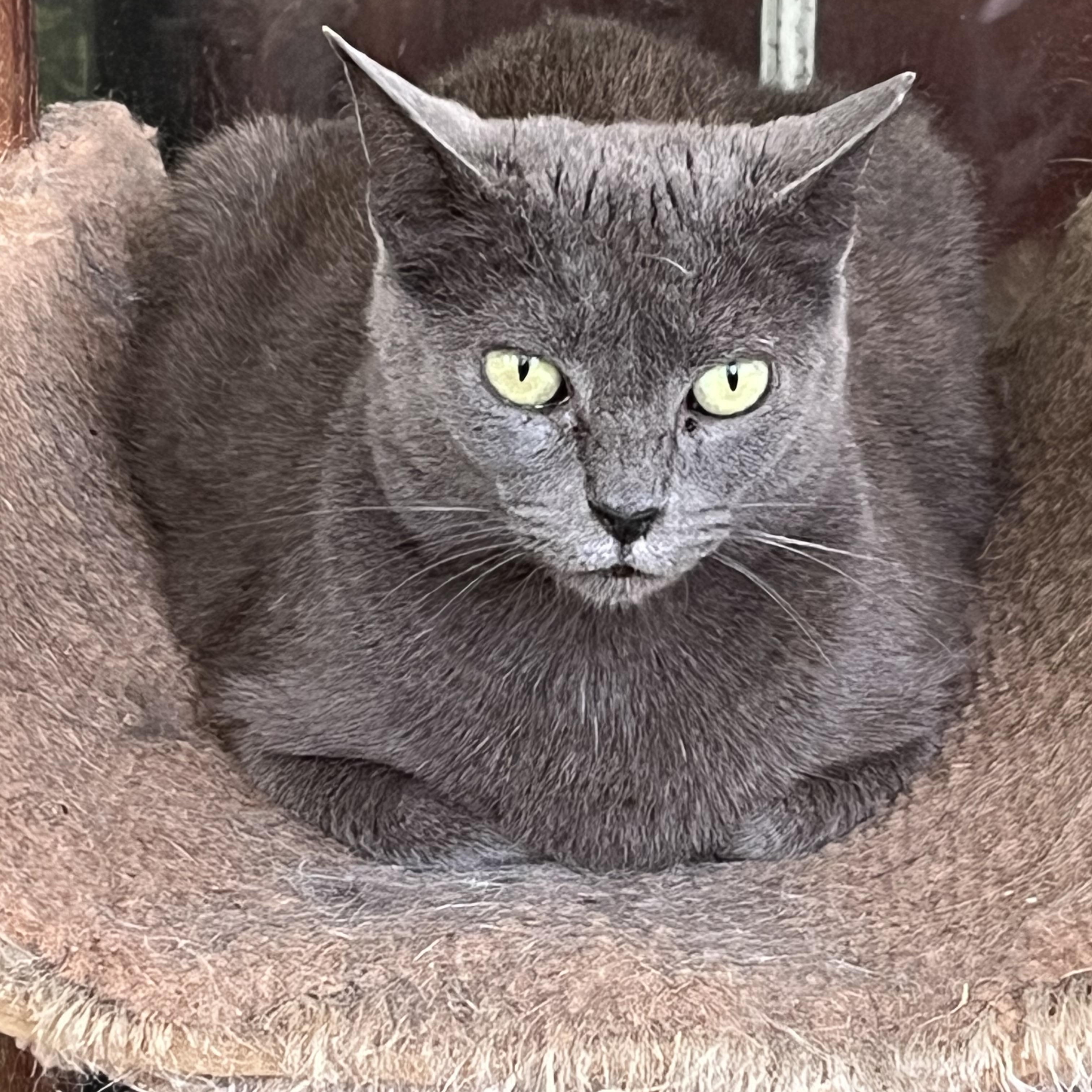 Laura, ADOPTABLE, Young Female Russian Blue.
