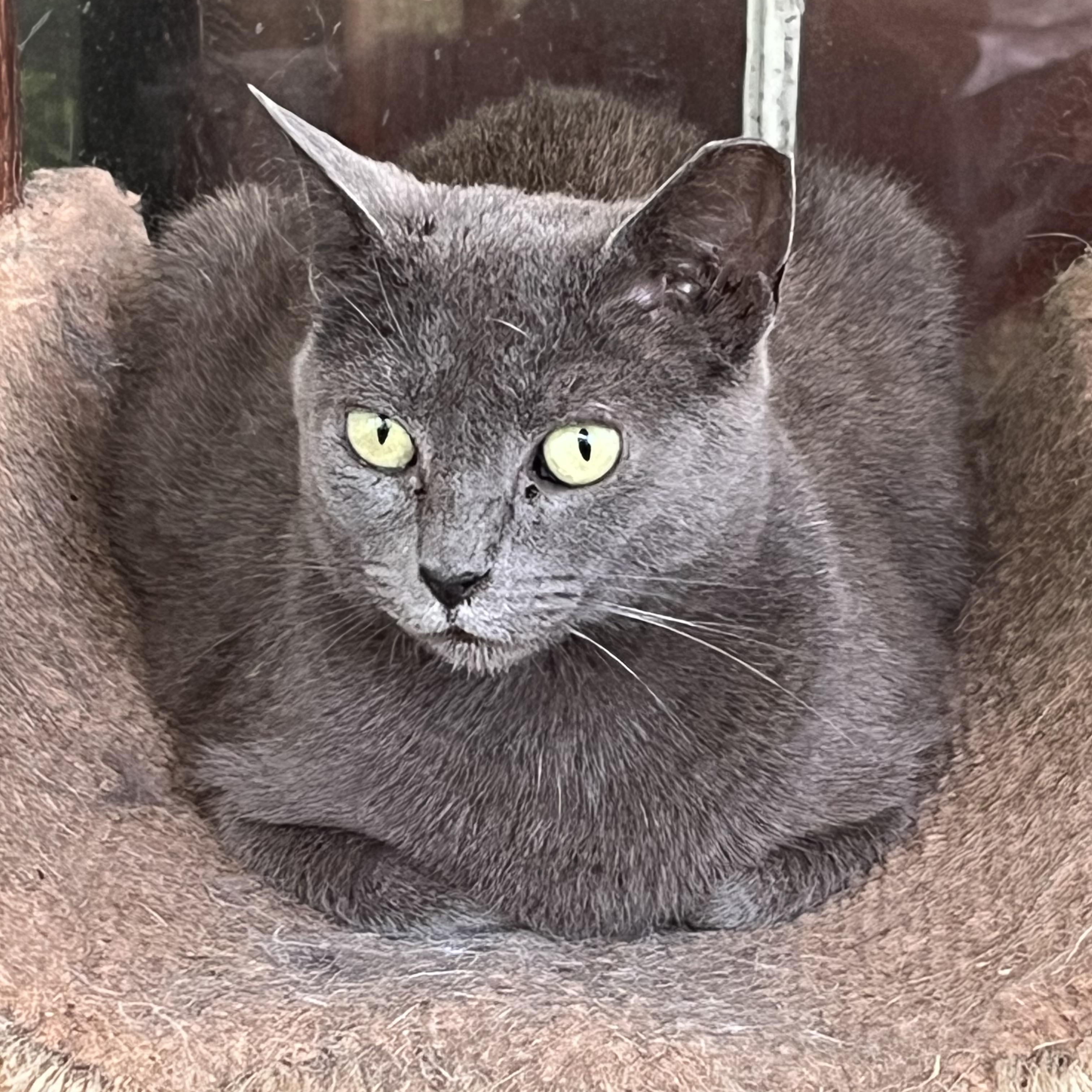 Enlarge Laura, a Adoptable mixed breed in Mobile, AL image 2/2