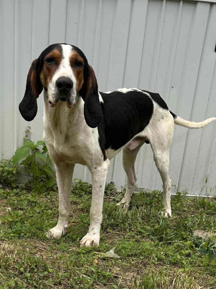 Enlarge Carter, a Adoptable Treeing Walker Coonhound in Columbia, MD image 2/3