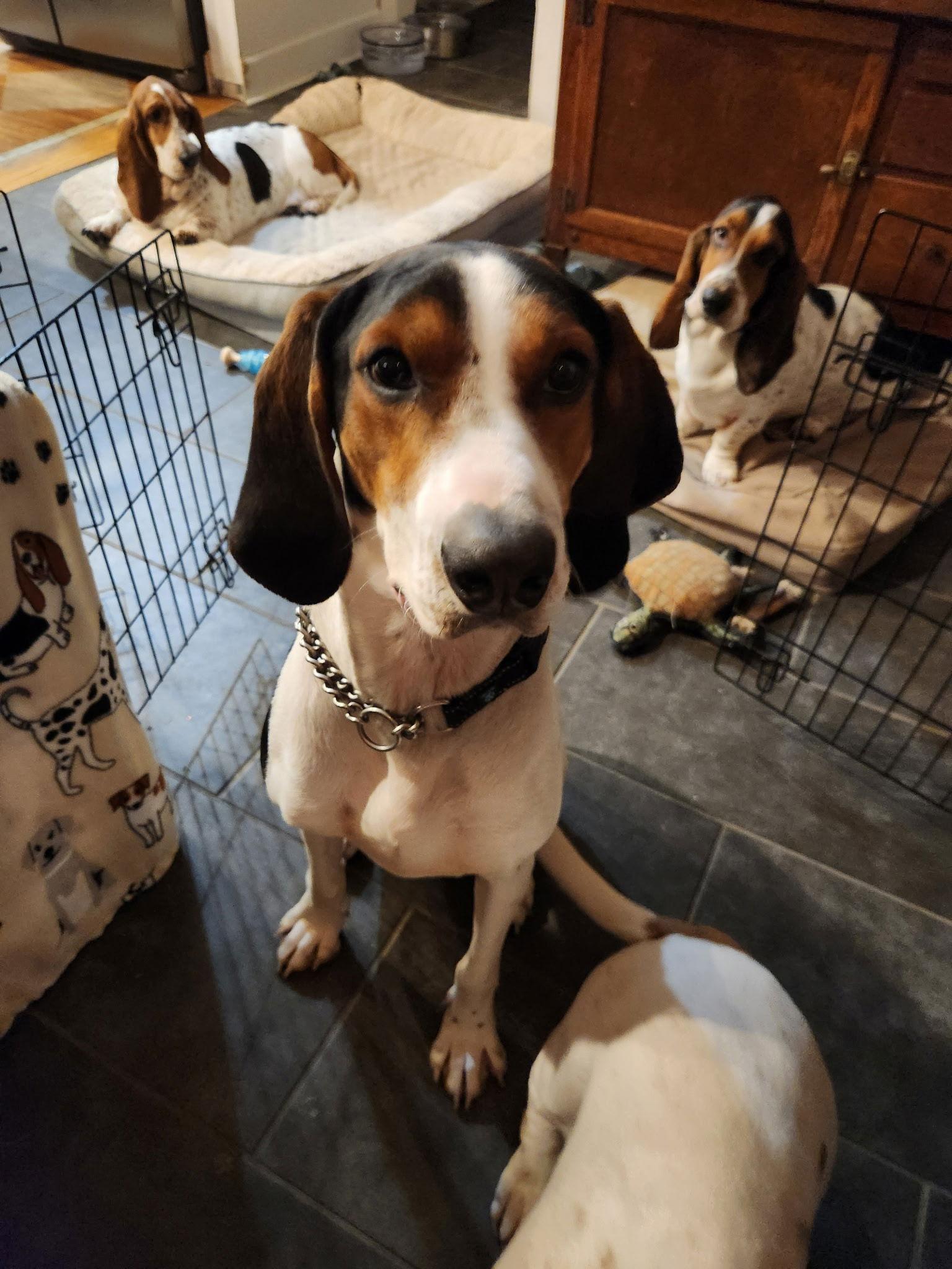 Enlarge Carter, a Adoptable Treeing Walker Coonhound in Columbia, MD image 3/3