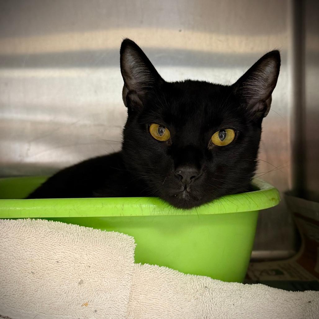 Enlarge Kosmo, a Adoptable Domestic Short Hair in Ardmore, OK image 1/2