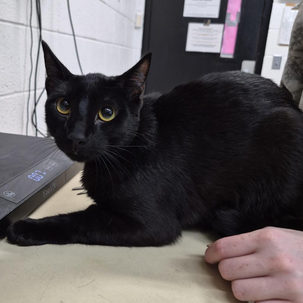 Enlarge Kosmo, a Adoptable Domestic Short Hair in Ardmore, OK image 2/2